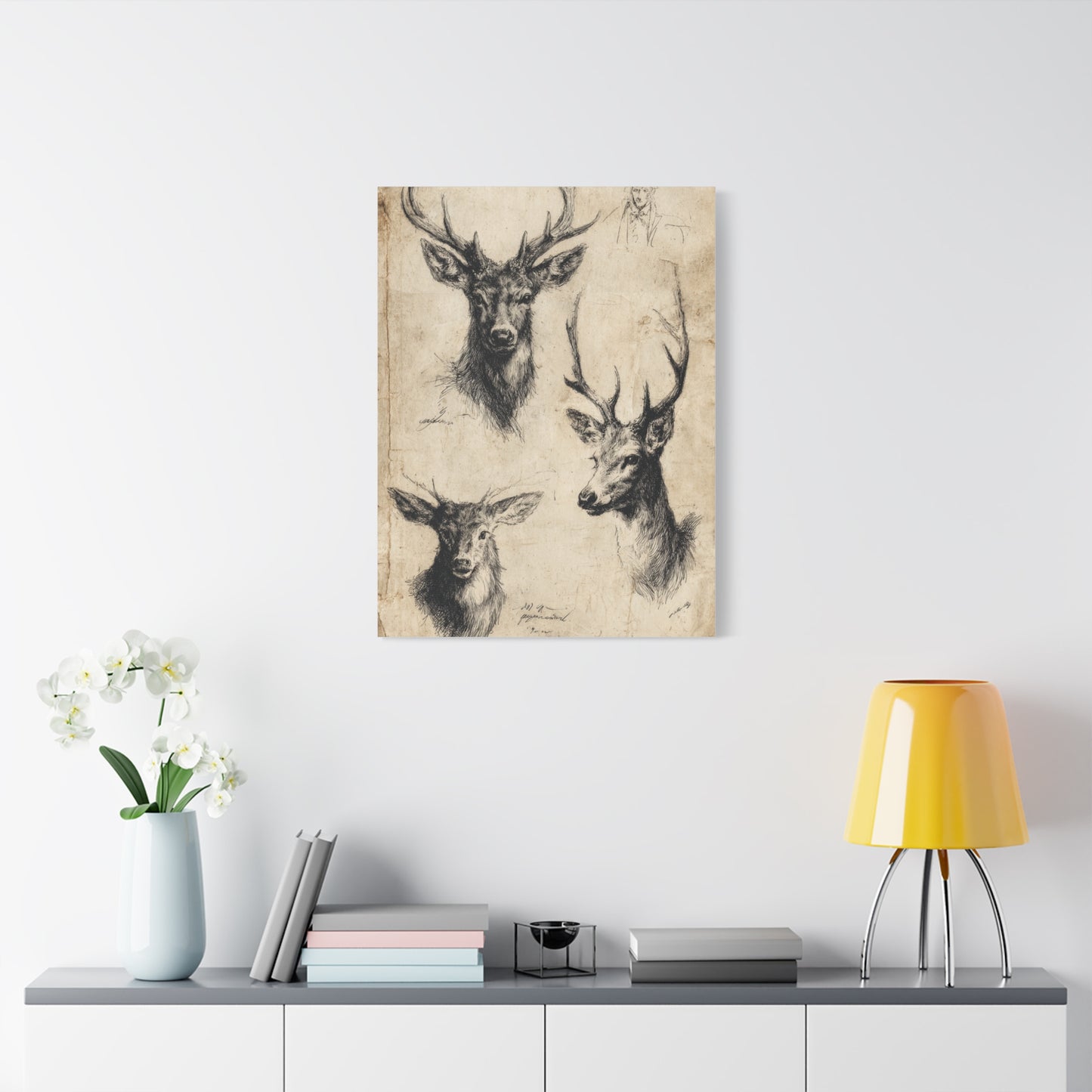 Vintage Natural History Deer Study Wall Art & Canvas Print