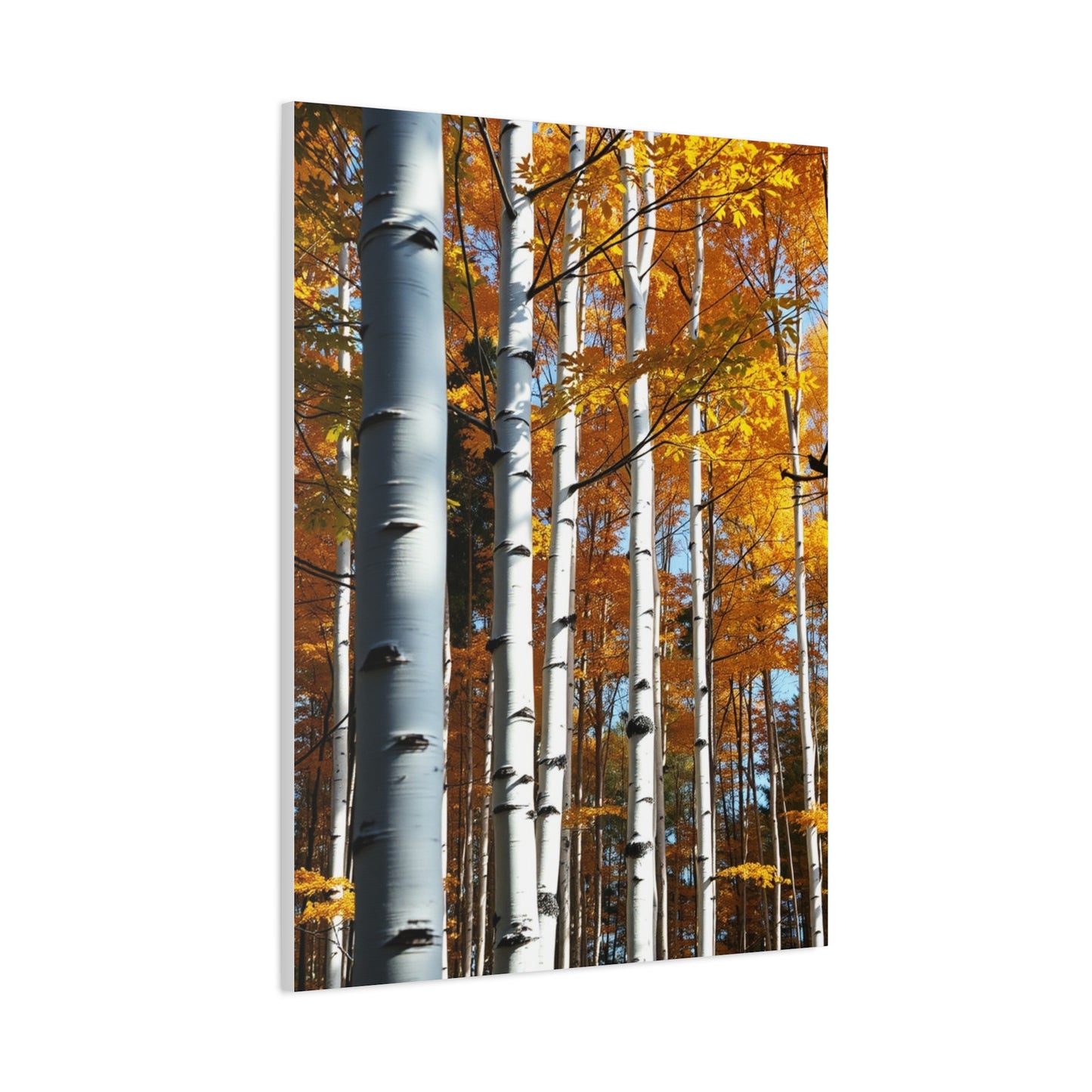 Collection Aspen Tree Art Art Wall Art & Canvas Print