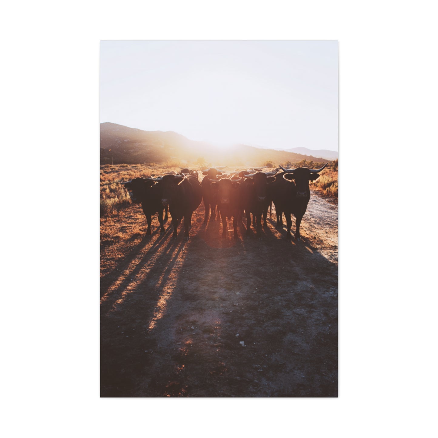 Sunset Bull Herd Silhouette Wall Art & Canvas Print