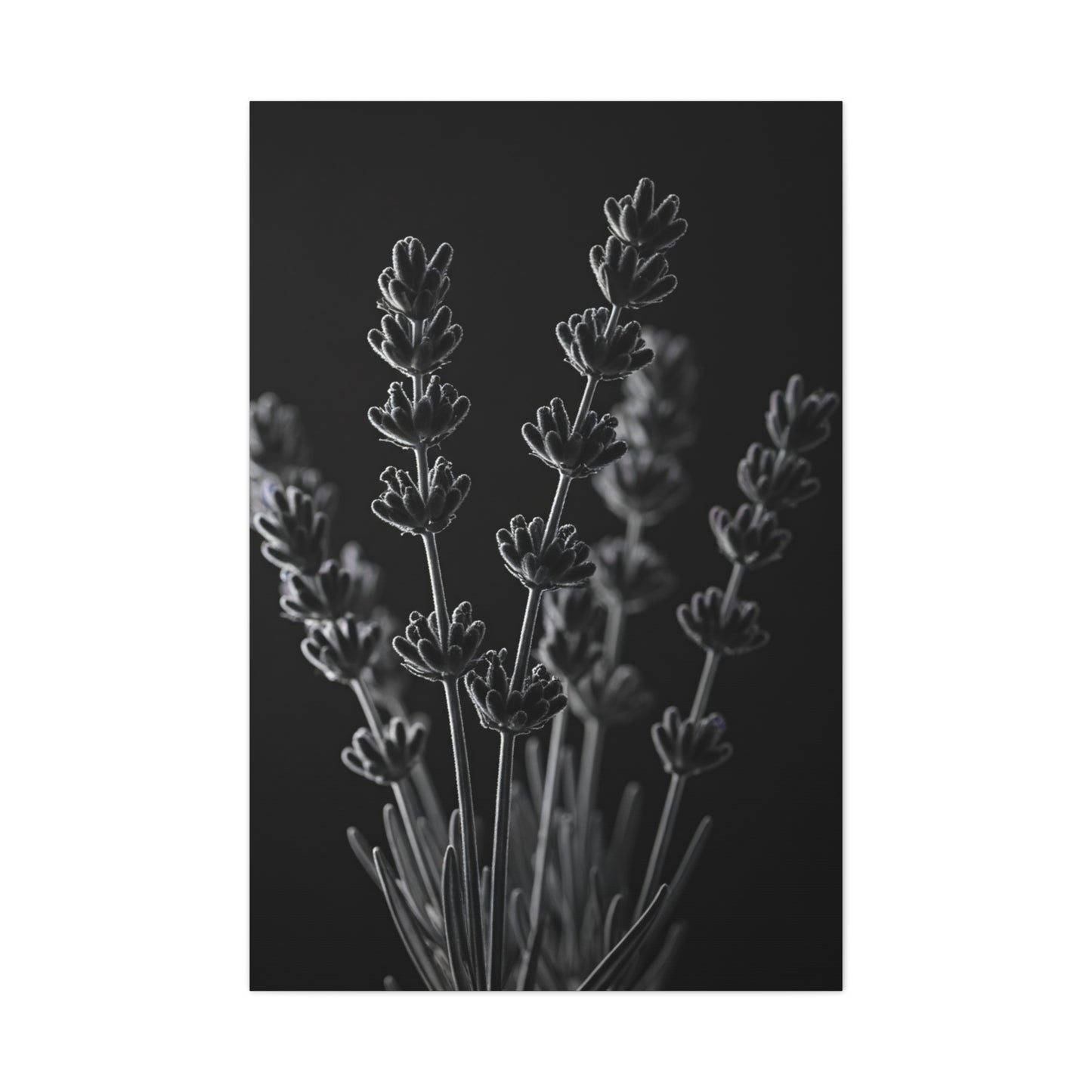 Lavender Silhouette Study Wall Art & Canvas Prints
