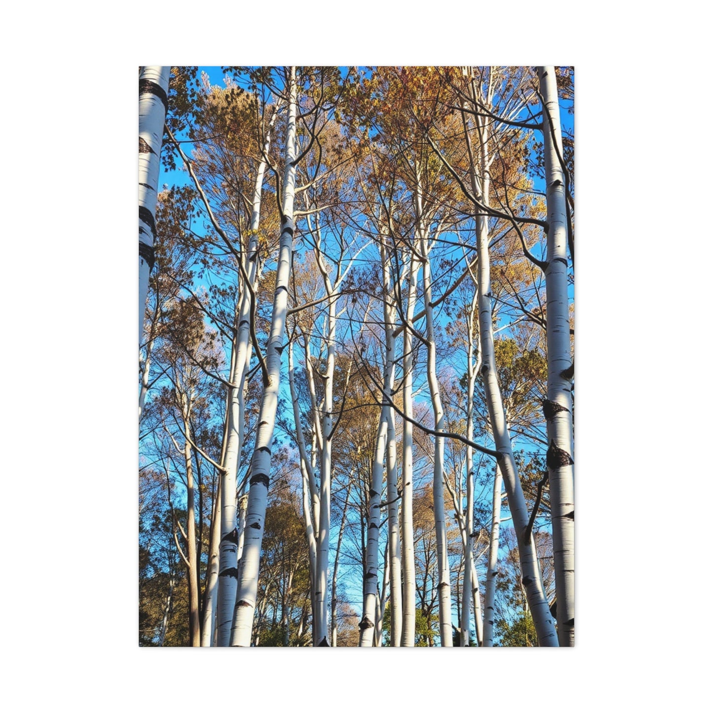 Masterpiece Aspen Tree Art Vision Wall Art & Canvas Print