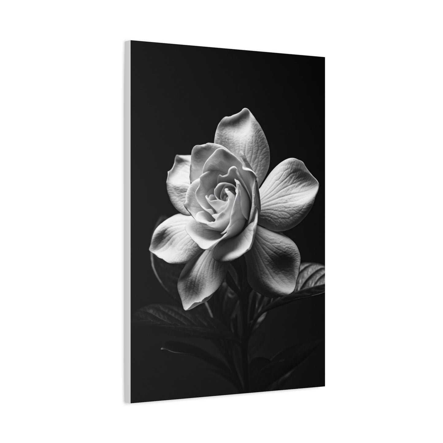 Romantic Garden Rose Monochrome Wall Art & Canvas Prints