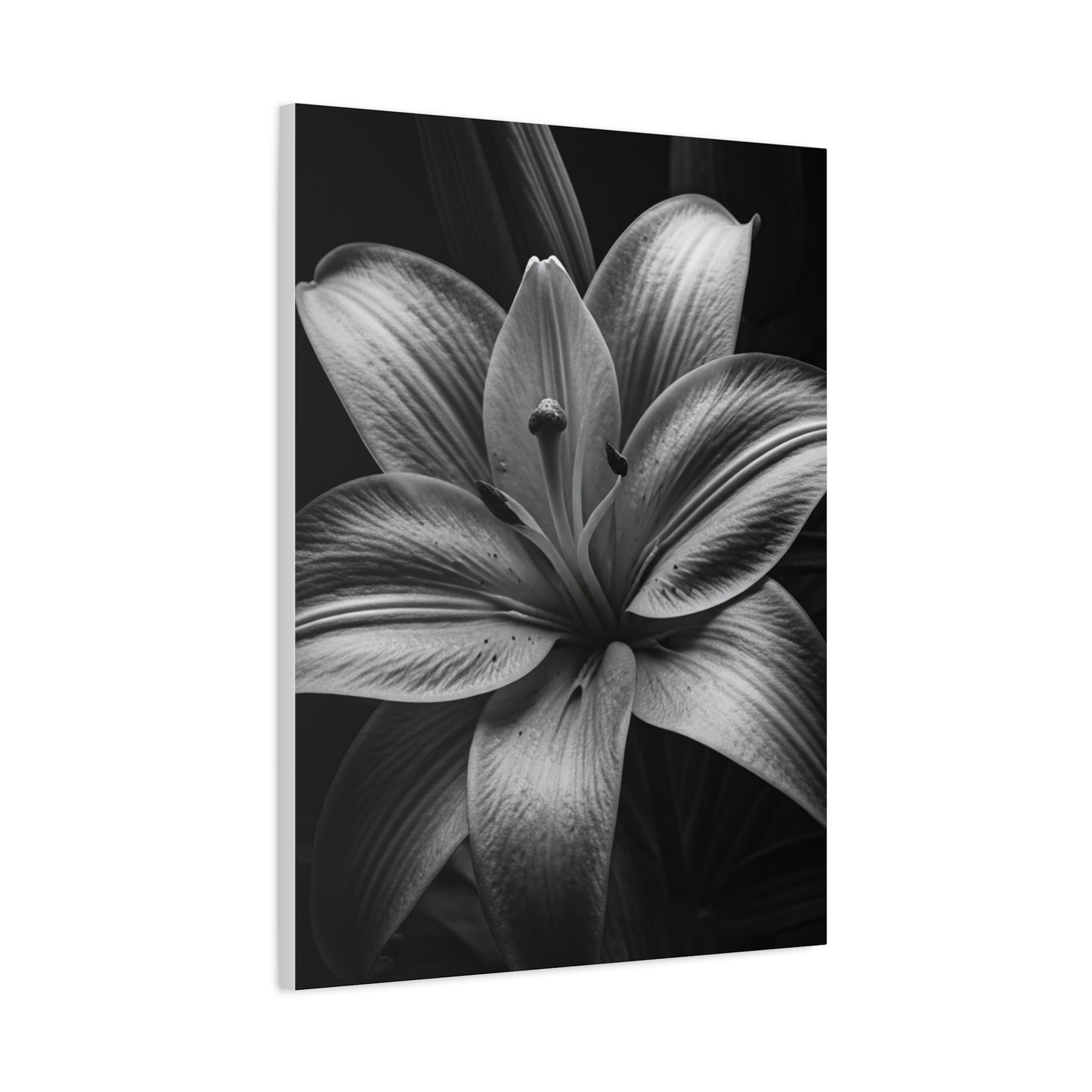 Monochrome Lily Bloom Wall Art & Canvas Prints