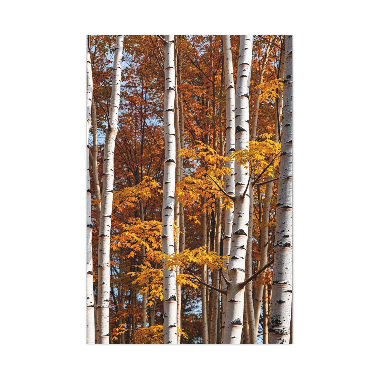 Aspen Tree Art Refined Canvas Wall Art & Canvas Print
