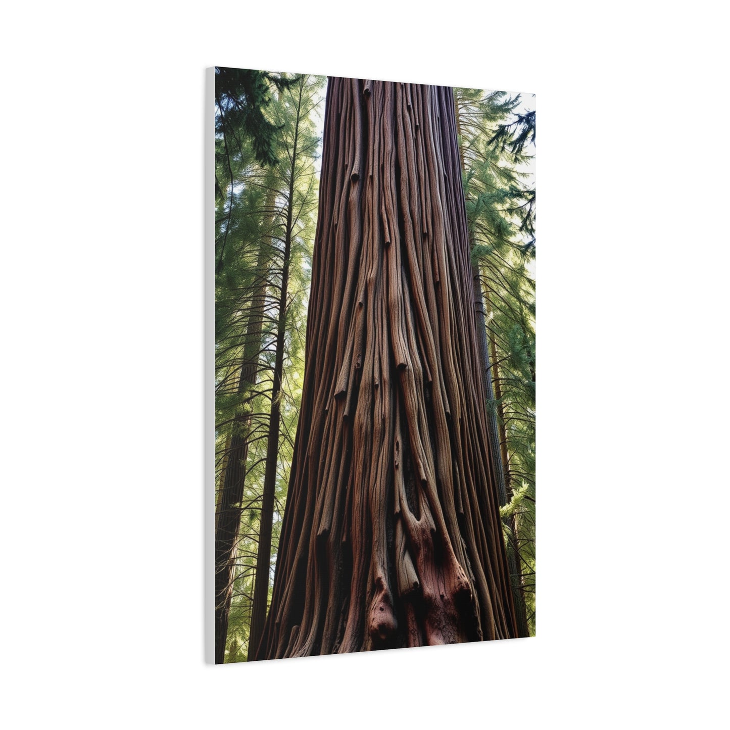 Collection Redwood Tree Art Art Wall Art & Canvas Print