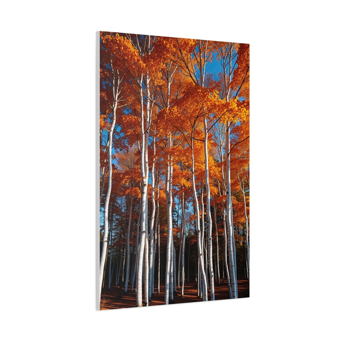 Aspen Tree Art Luxury Canvas Wall Art & Canvas Print