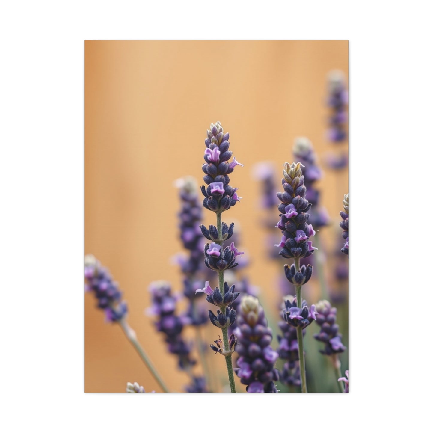 Masterpiece Lavender Herb Art Vision Wall Art & Canvas Print