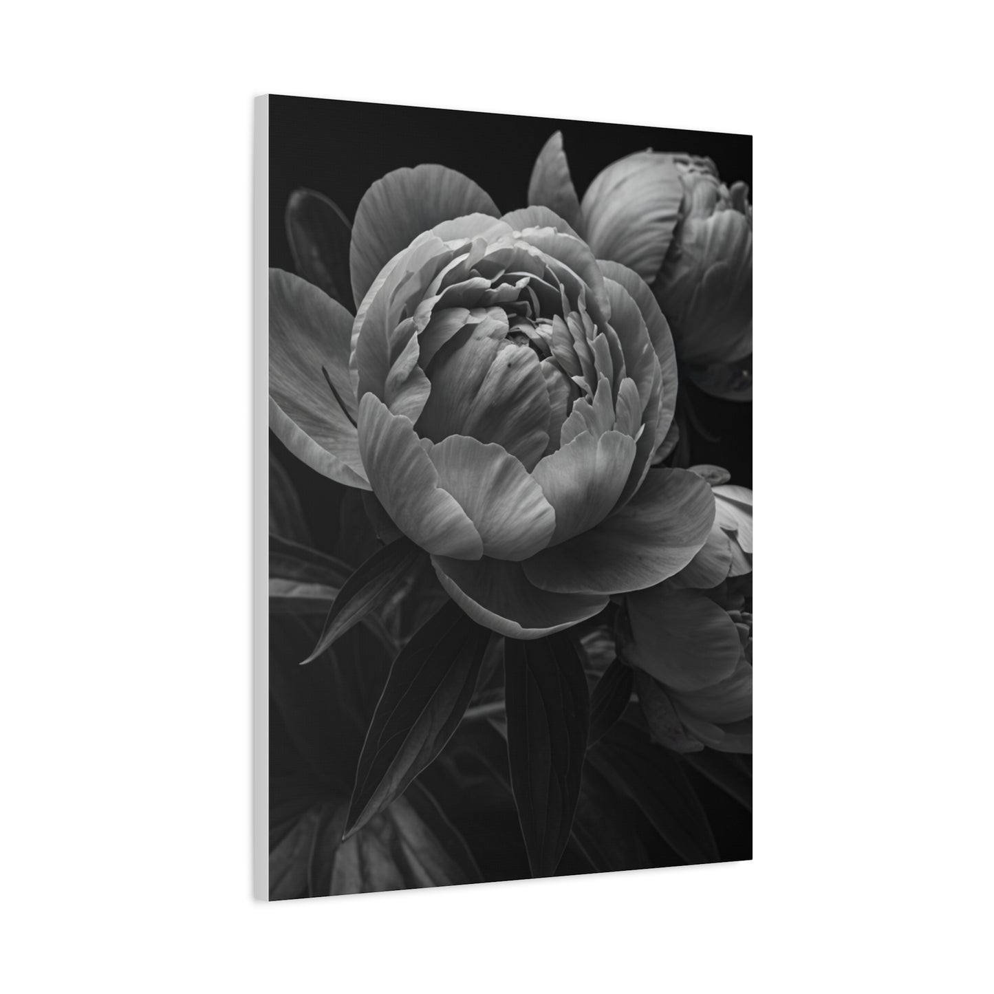 Peony Close-Up in Black and White Wall Art & Canvas Prints