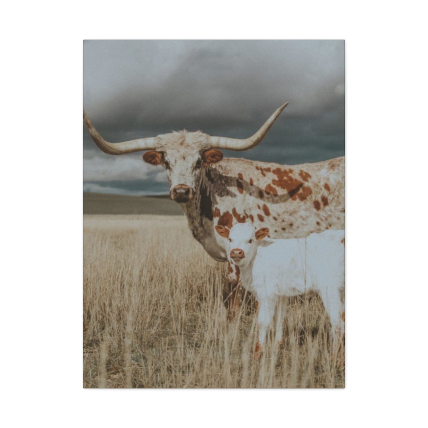 Wild Buffalo Family Longhorn Photos Wall Art & Canvas Prints