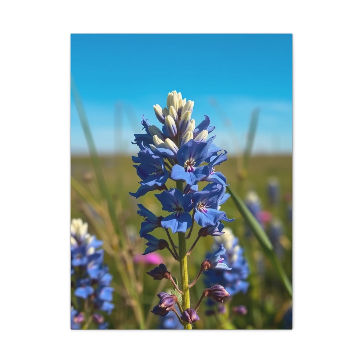 Bluebonnet Flower Art Supreme Gallery Wall Art & Canvas Print