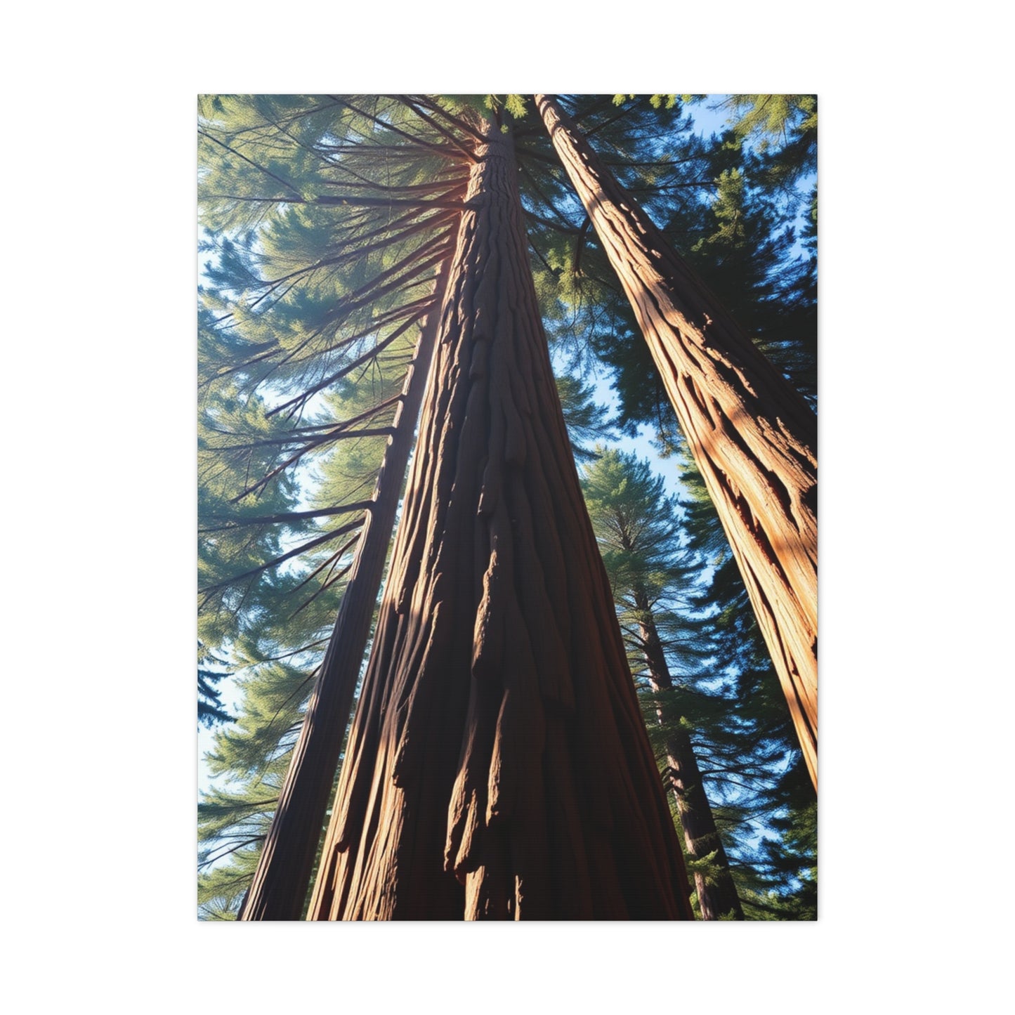 Vision Redwood Tree Art Art Wall Art & Canvas Print