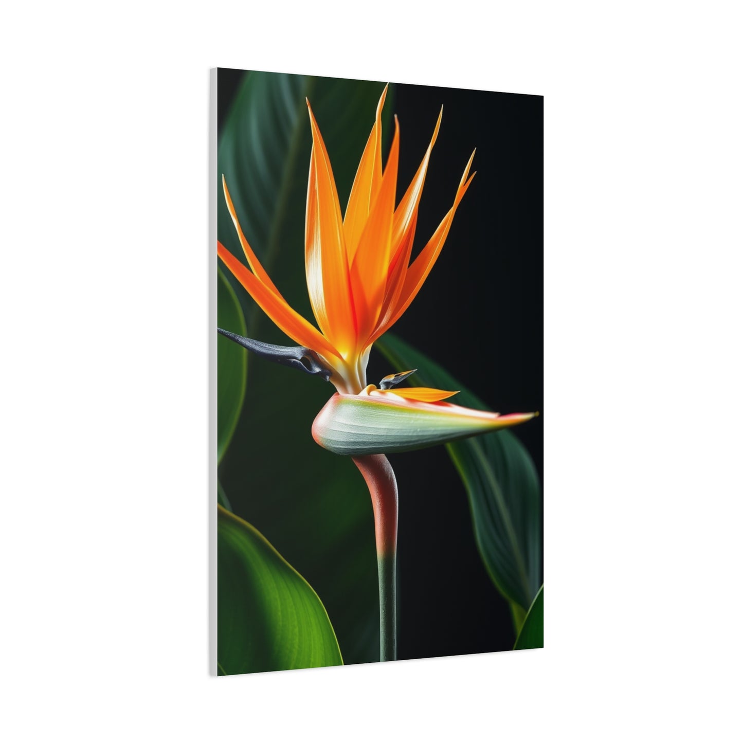 Supreme Bird of Paradise Plant Art Collection Wall Art & Canvas Print