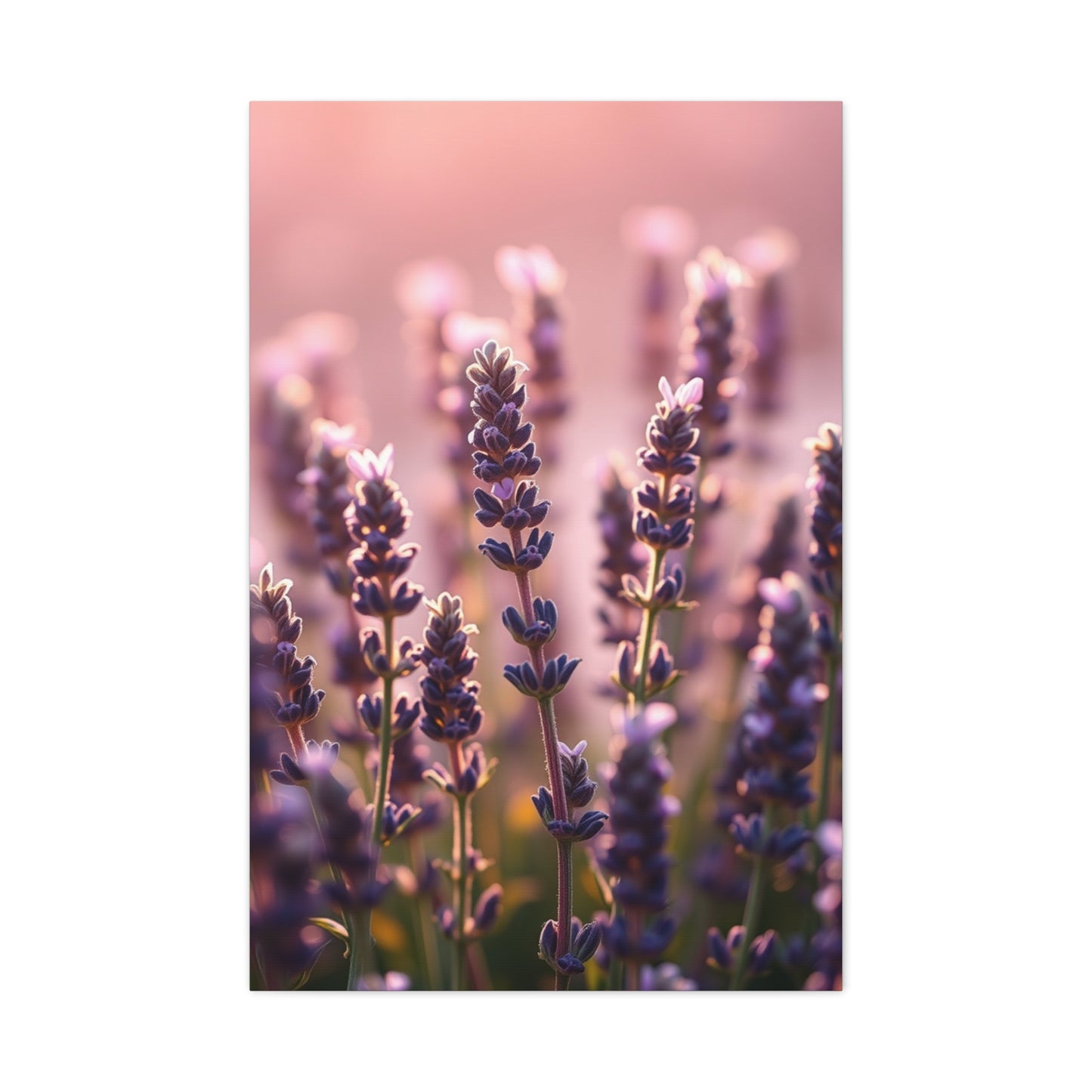 Collection Lavender Herb Art Art Wall Art & Canvas Print