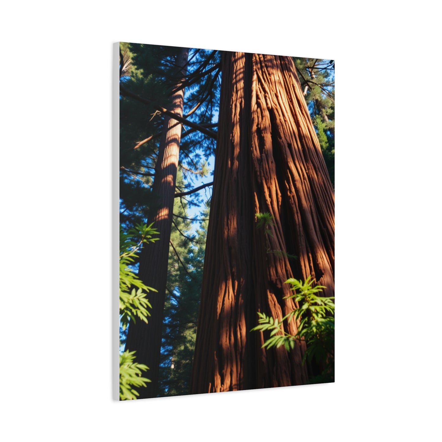 Supreme Redwood Tree Art Collection Wall Art & Canvas Print