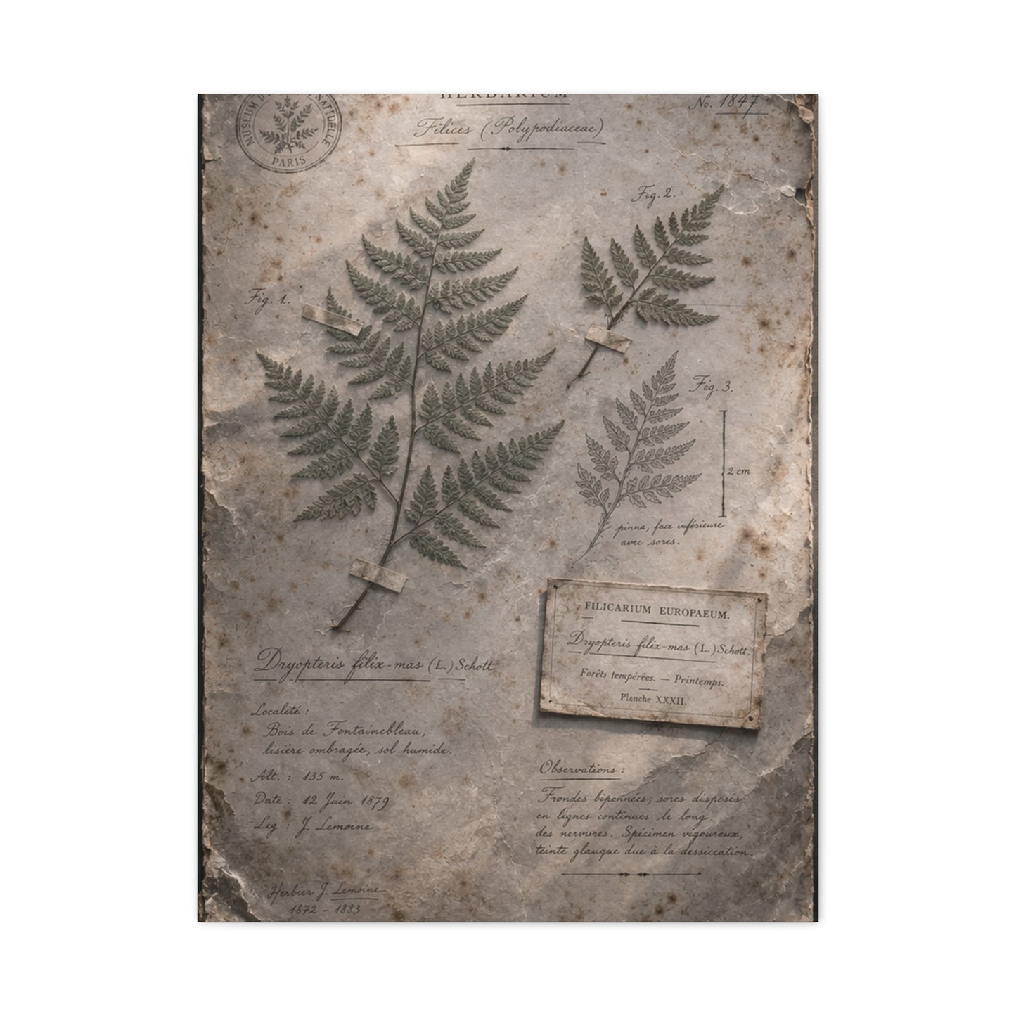 Antique Fern Herbarium Archive Wall Art & Canvas Print