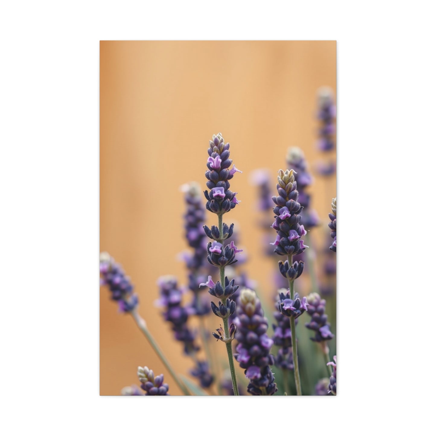 Masterpiece Lavender Herb Art Vision Wall Art & Canvas Print