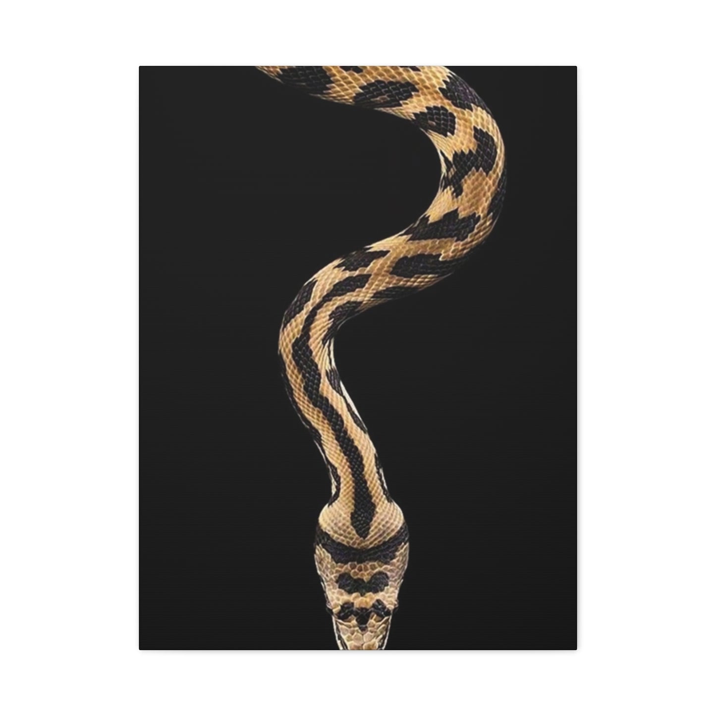Snake On Black Poster Wall Art & Canvas Prints