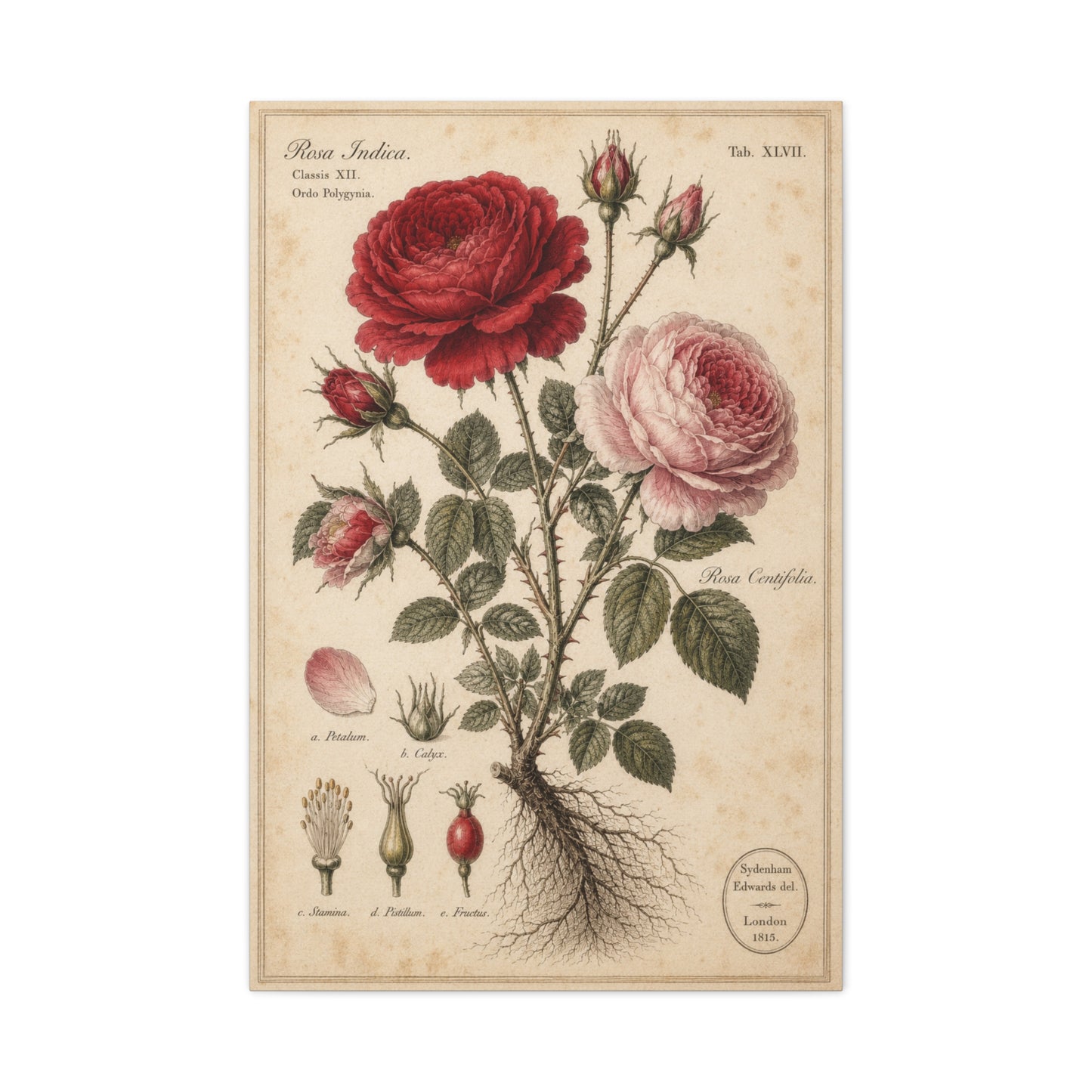 Victorian Rose Botanical Study Wall Art & Canvas Print