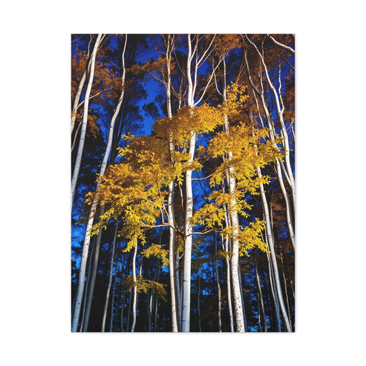 Vision Aspen Tree Art Art Wall Art & Canvas Print