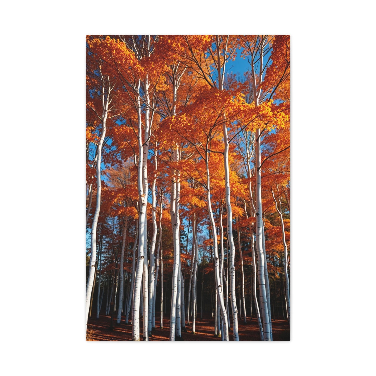 Aspen Tree Art Luxury Canvas Wall Art & Canvas Print