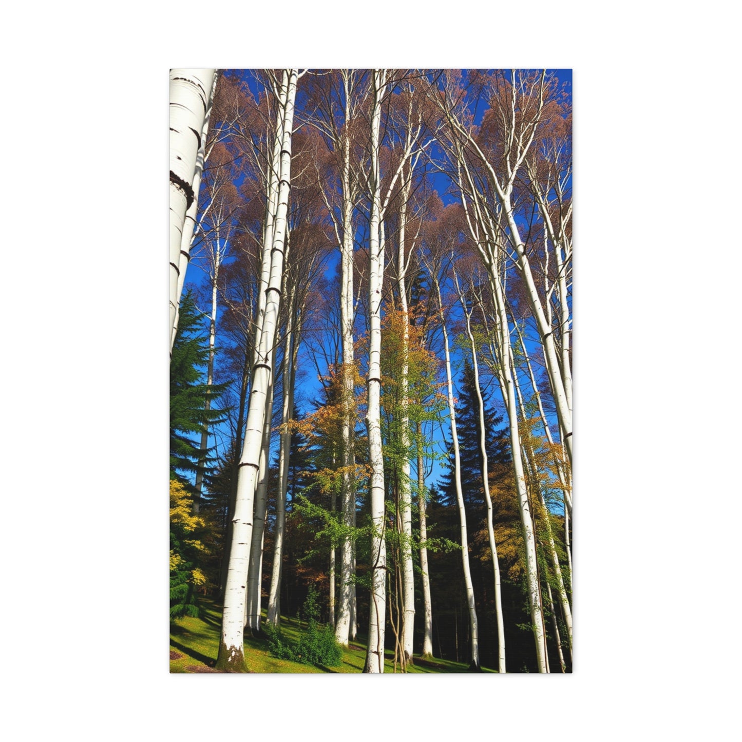 Supreme Aspen Tree Art Collection Wall Art & Canvas Print
