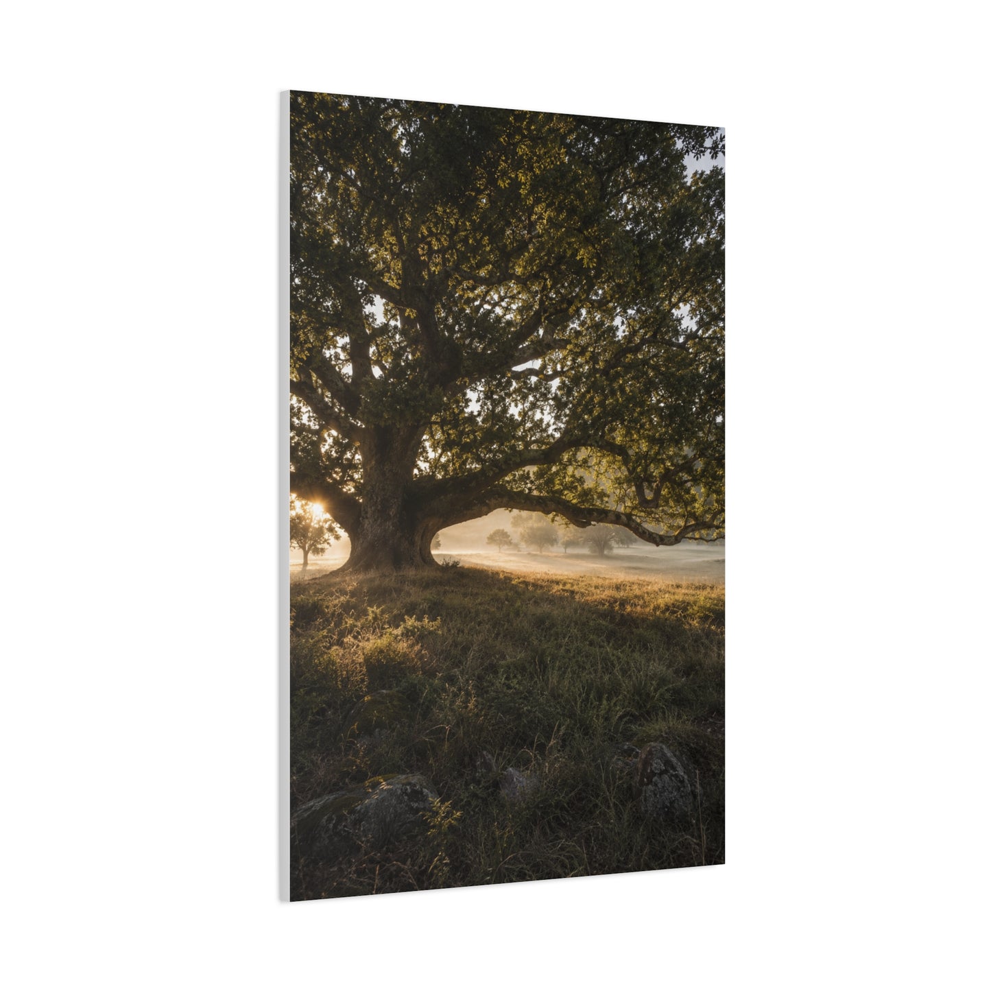 Ancient Oak Golden Dawn Landscape Trees Wall Art & Canvas Print