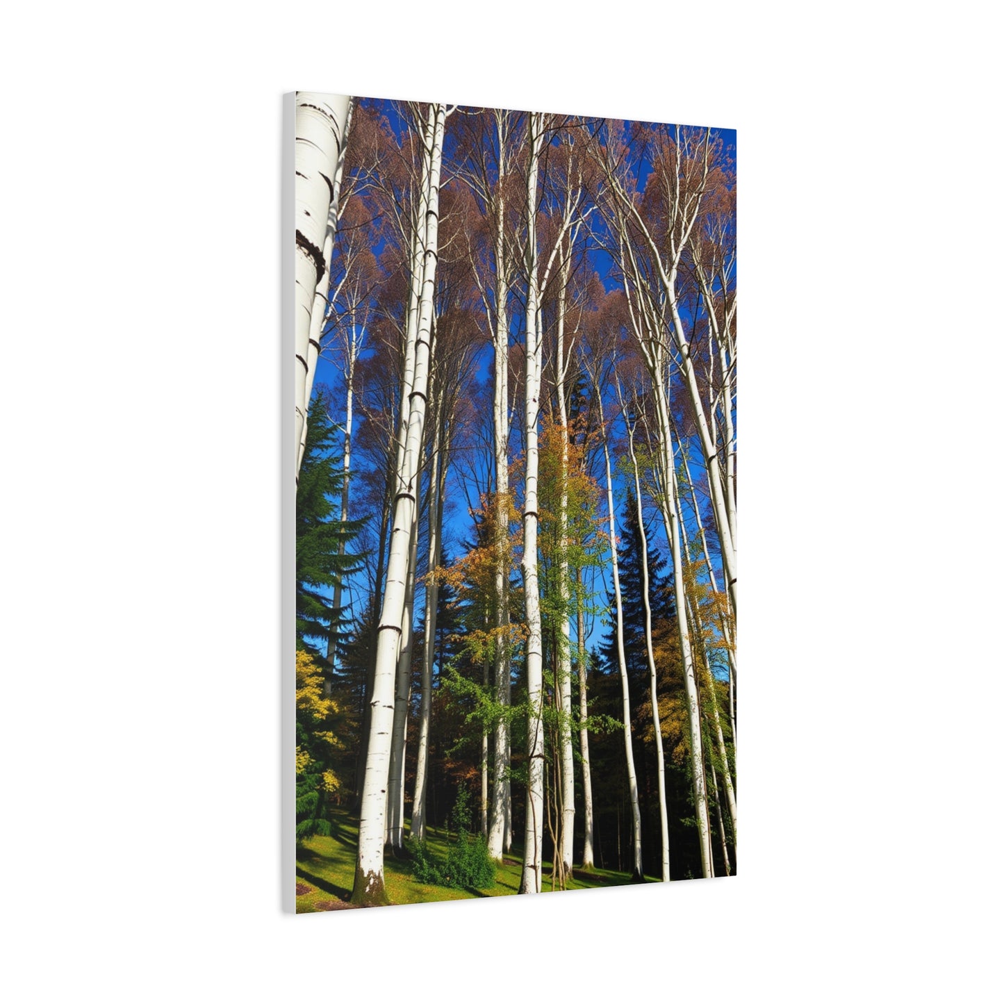 Supreme Aspen Tree Art Collection Wall Art & Canvas Print