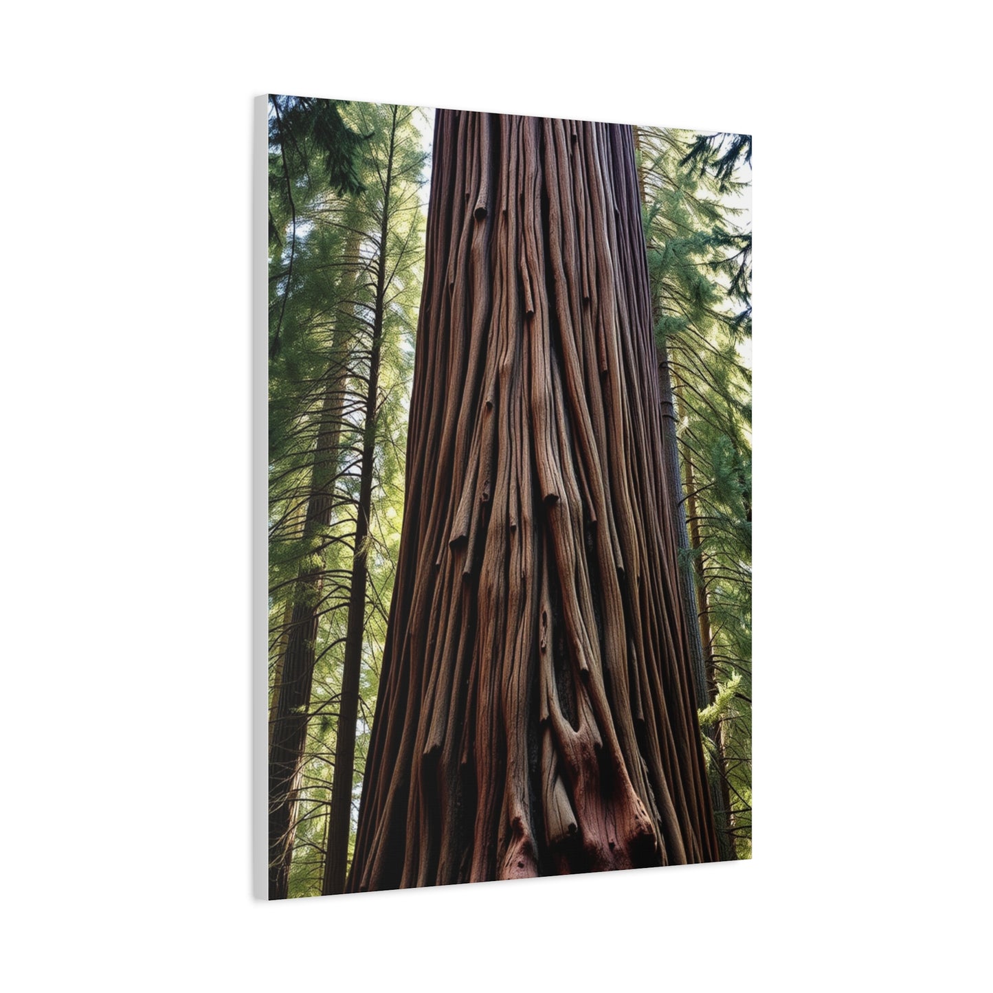 Collection Redwood Tree Art Art Wall Art & Canvas Print