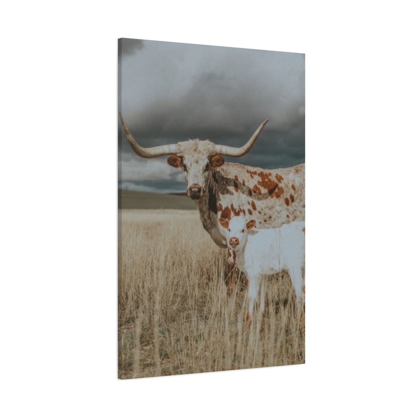 Wild Buffalo Family Longhorn Photos Wall Art & Canvas Prints