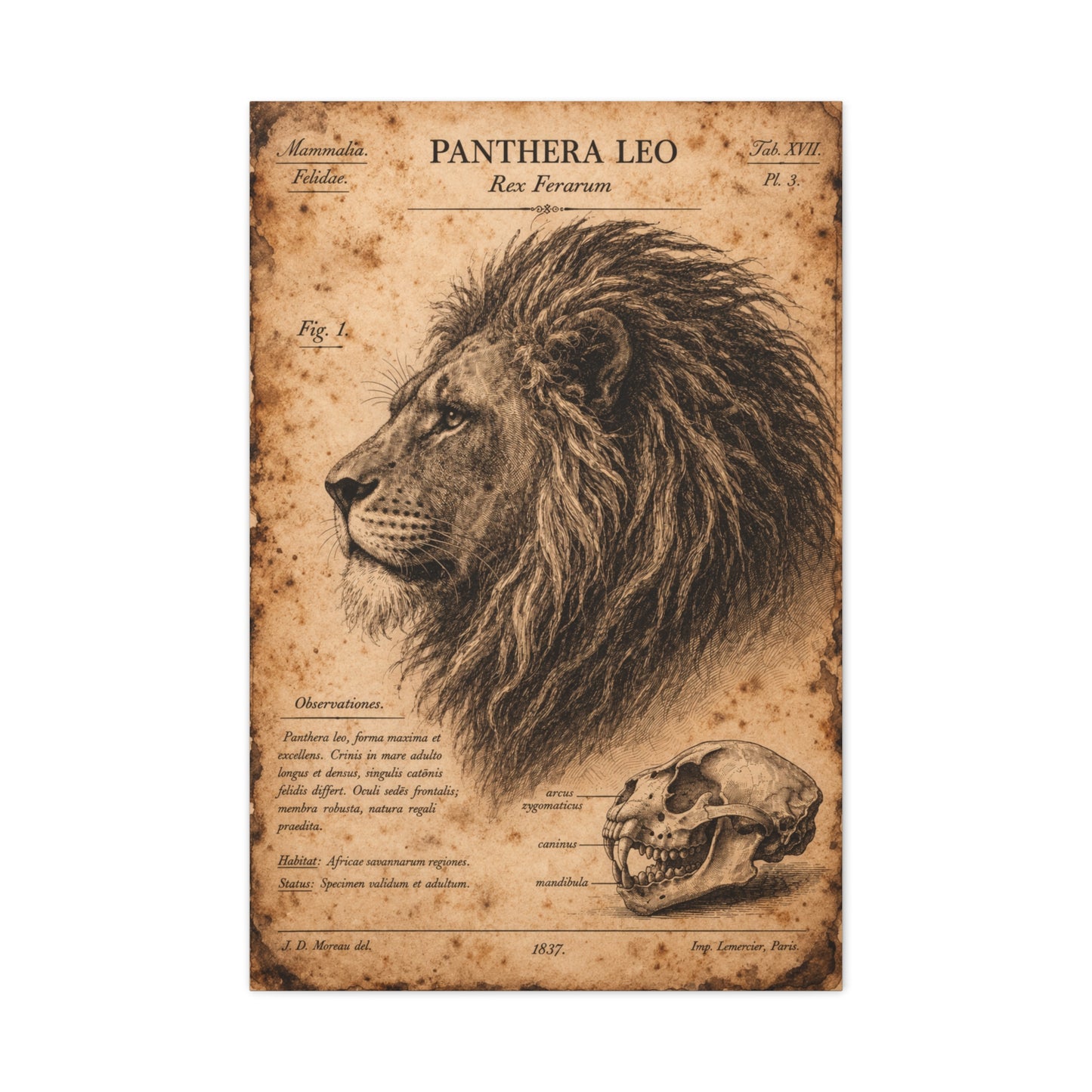 Vintage Lion Natural History Study Wall Art & Canvas Print