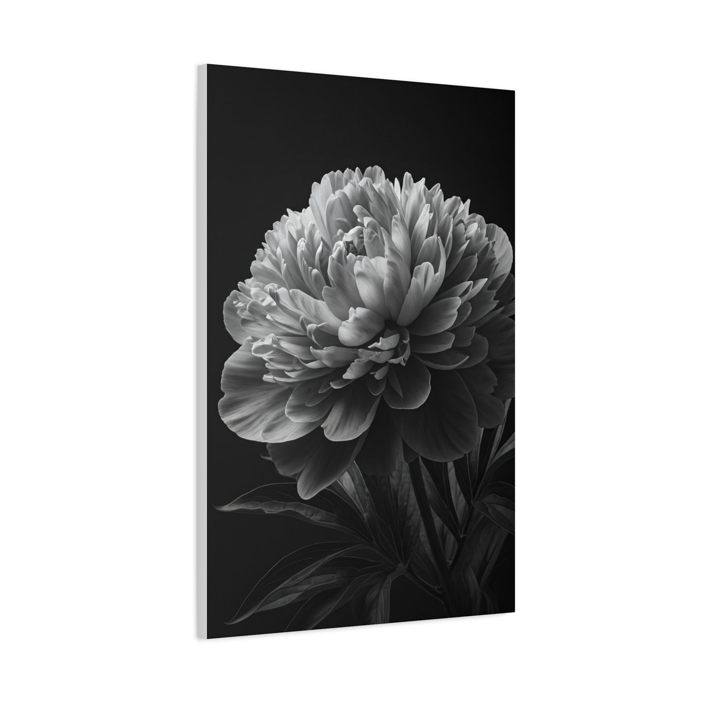 Midnight Peony Elegance Wall Art & Canvas Prints