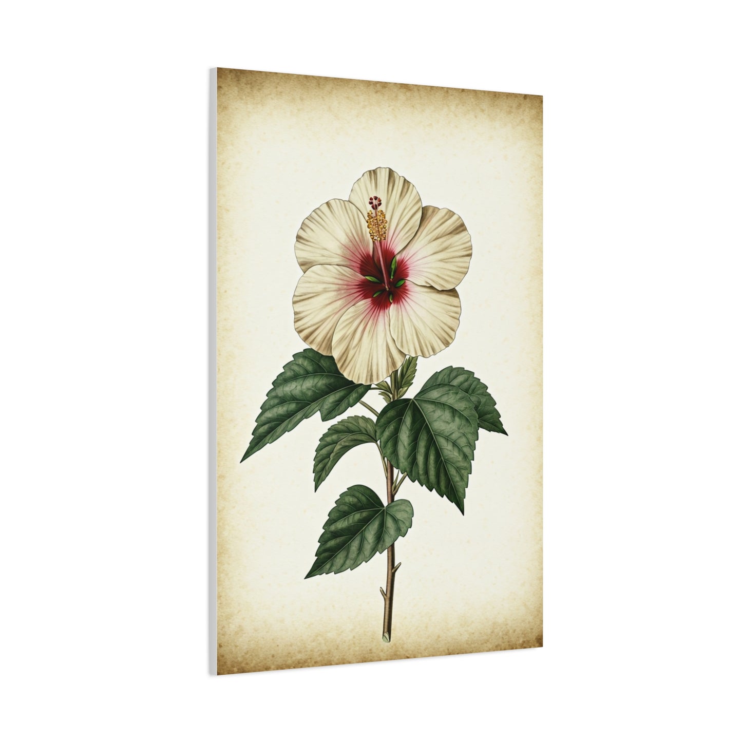 White Hibiscus Illustration Wall Art & Canvas Prints