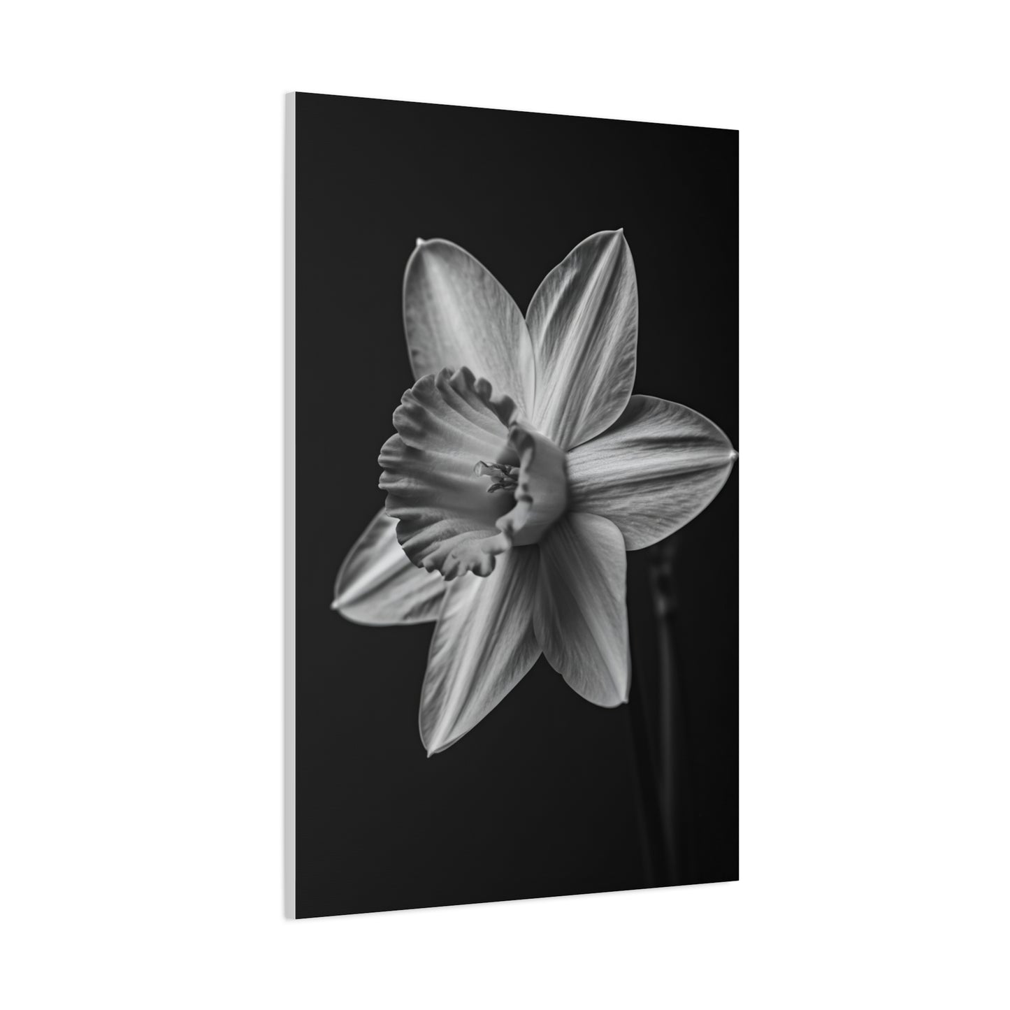 Monochrome Daffodil Grace Wall Art & Canvas Prints