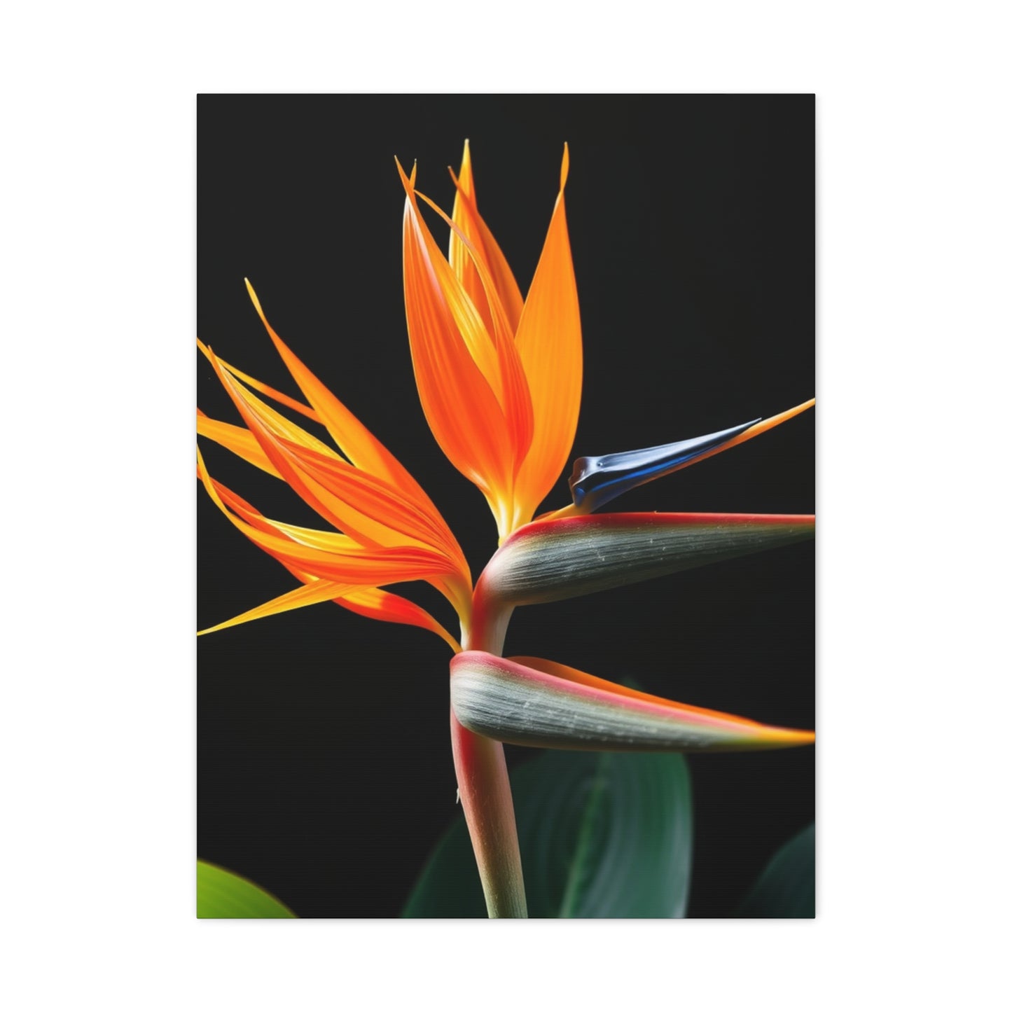 Bird of Paradise Plant Art Luxury Canvas Wall Art & Canvas Print