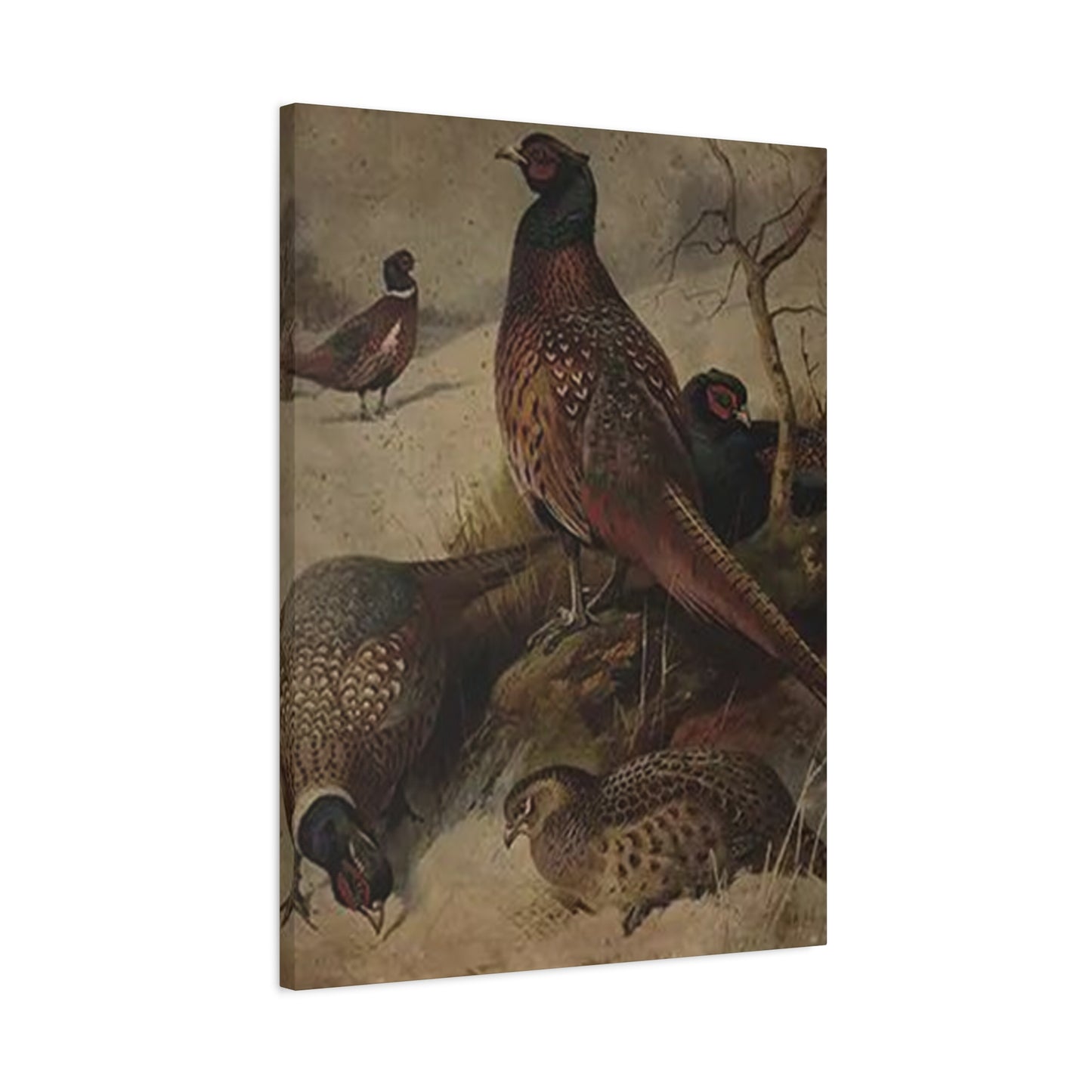 Pheasant Poster Wall Art & Canvas Prints
