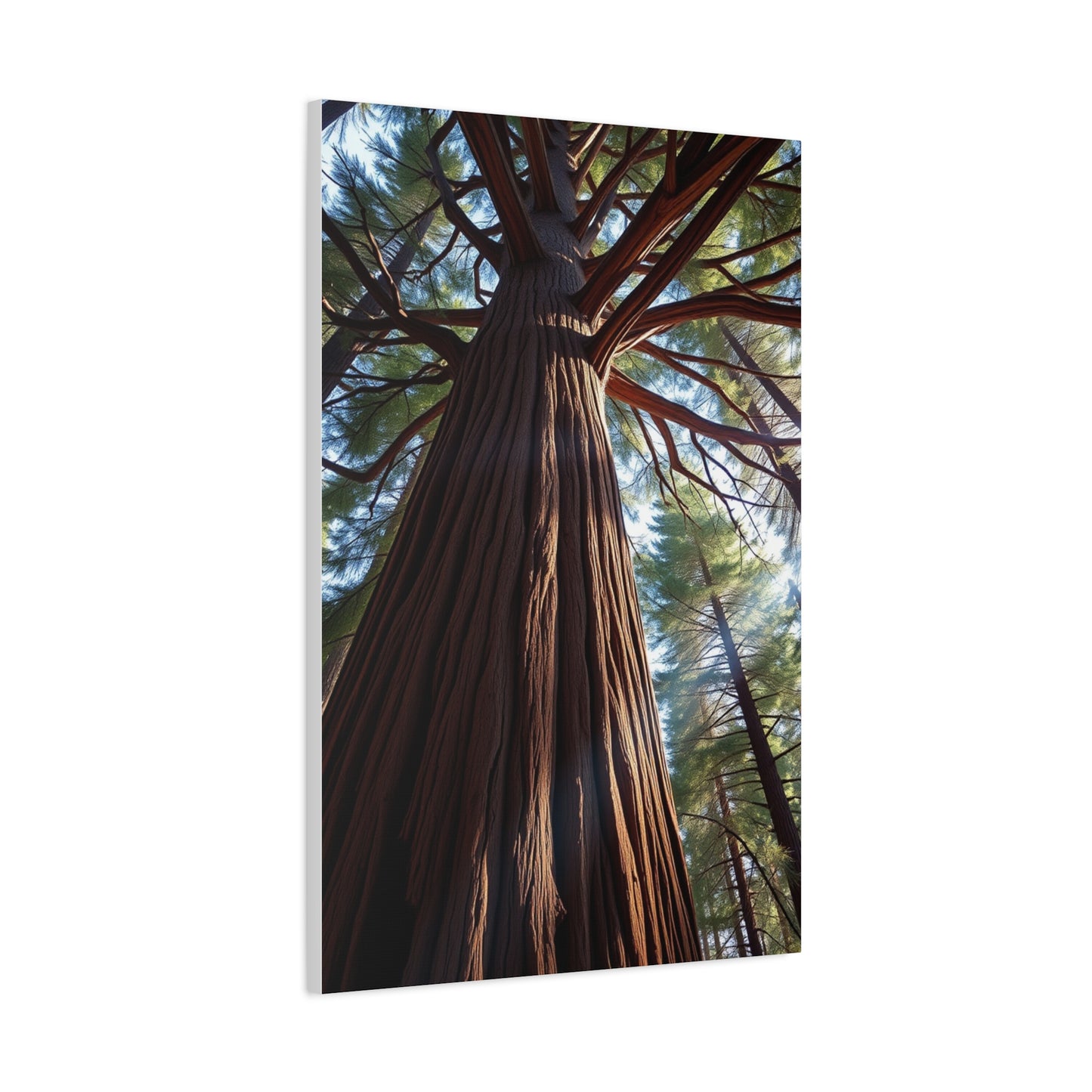 Redwood Tree Art Refined Canvas Wall Art & Canvas Print