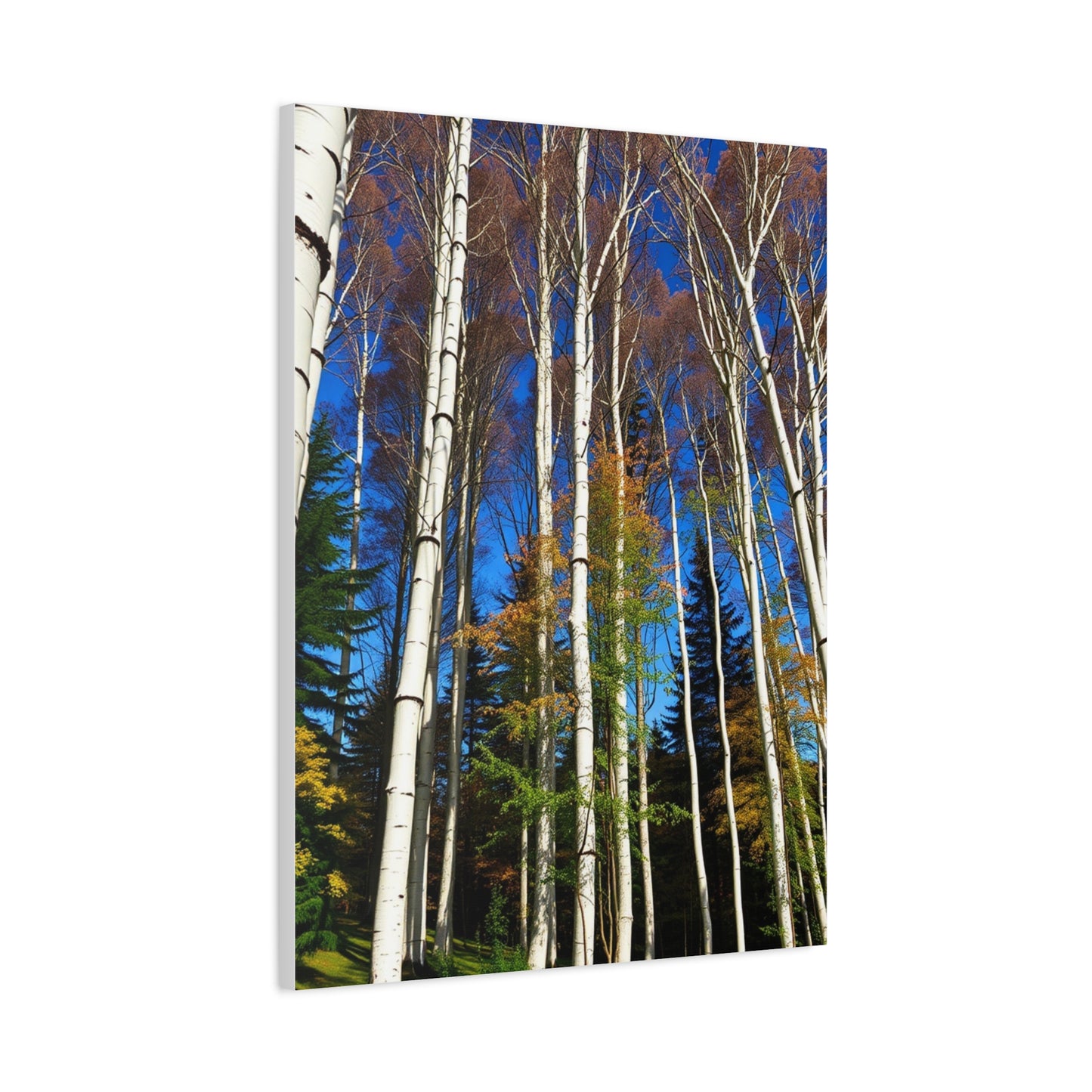 Supreme Aspen Tree Art Collection Wall Art & Canvas Print