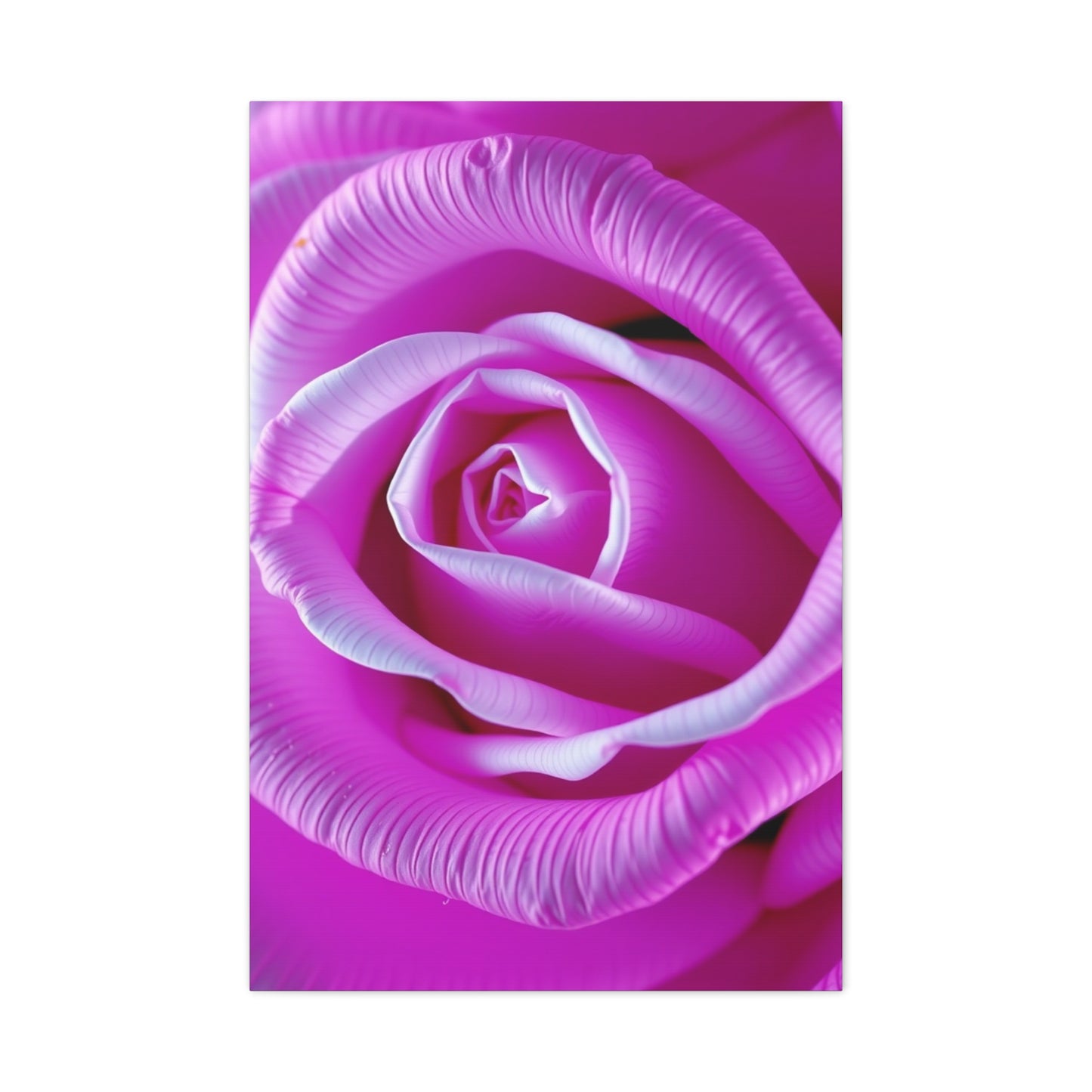 Rose Art Supreme Gallery Wall Art & Canvas Print