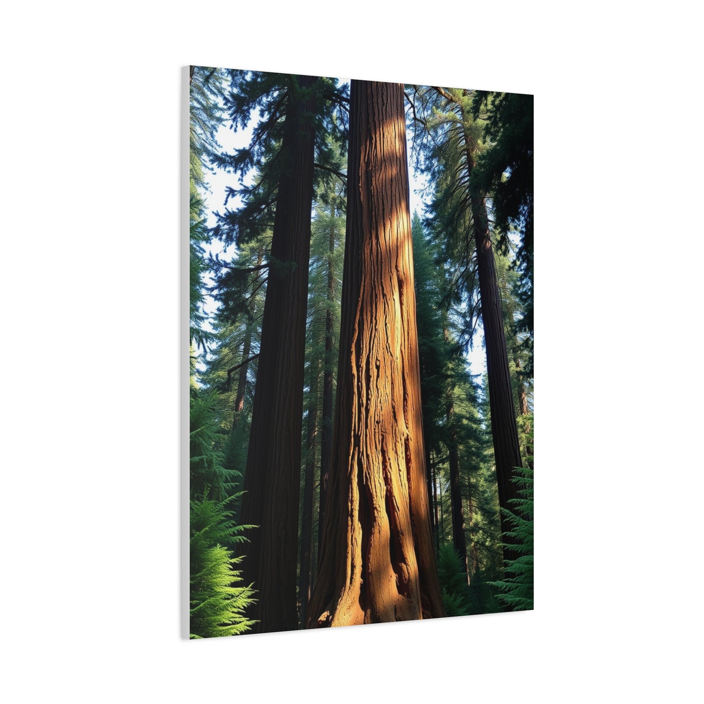 Supreme Redwood Tree Art Collection Wall Art & Canvas Print