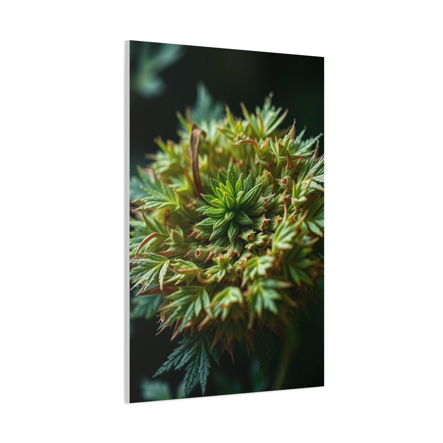 Herb Art Luxury Canvas Wall Art & Canvas Print