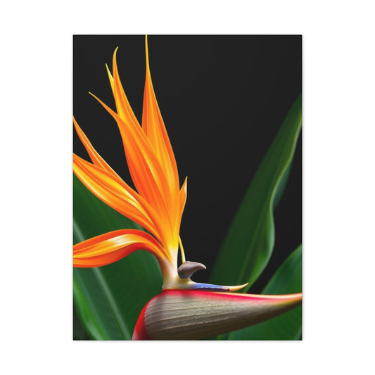 Bird of Paradise Plant Art Refined Canvas Wall Art & Canvas Print