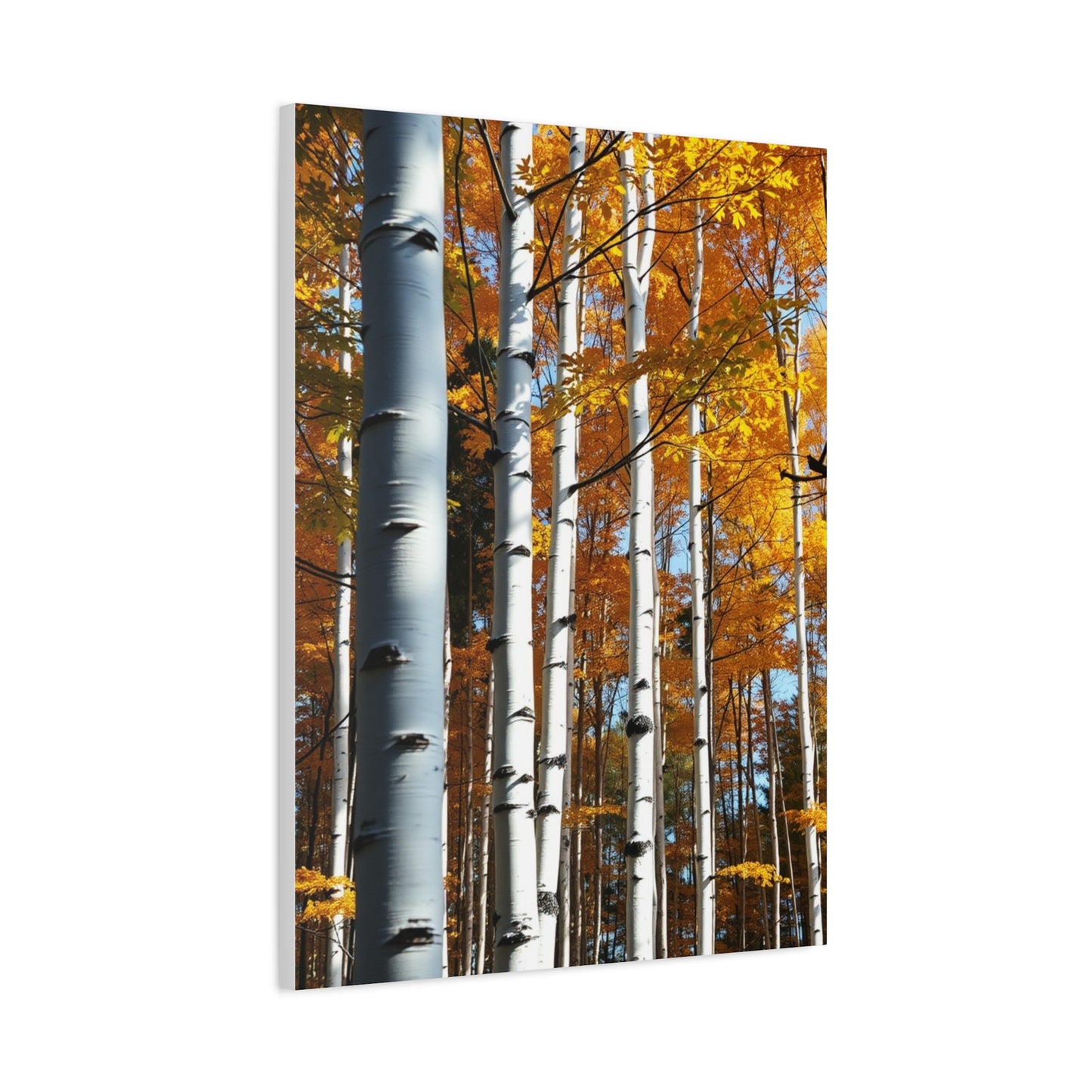 Collection Aspen Tree Art Art Wall Art & Canvas Print