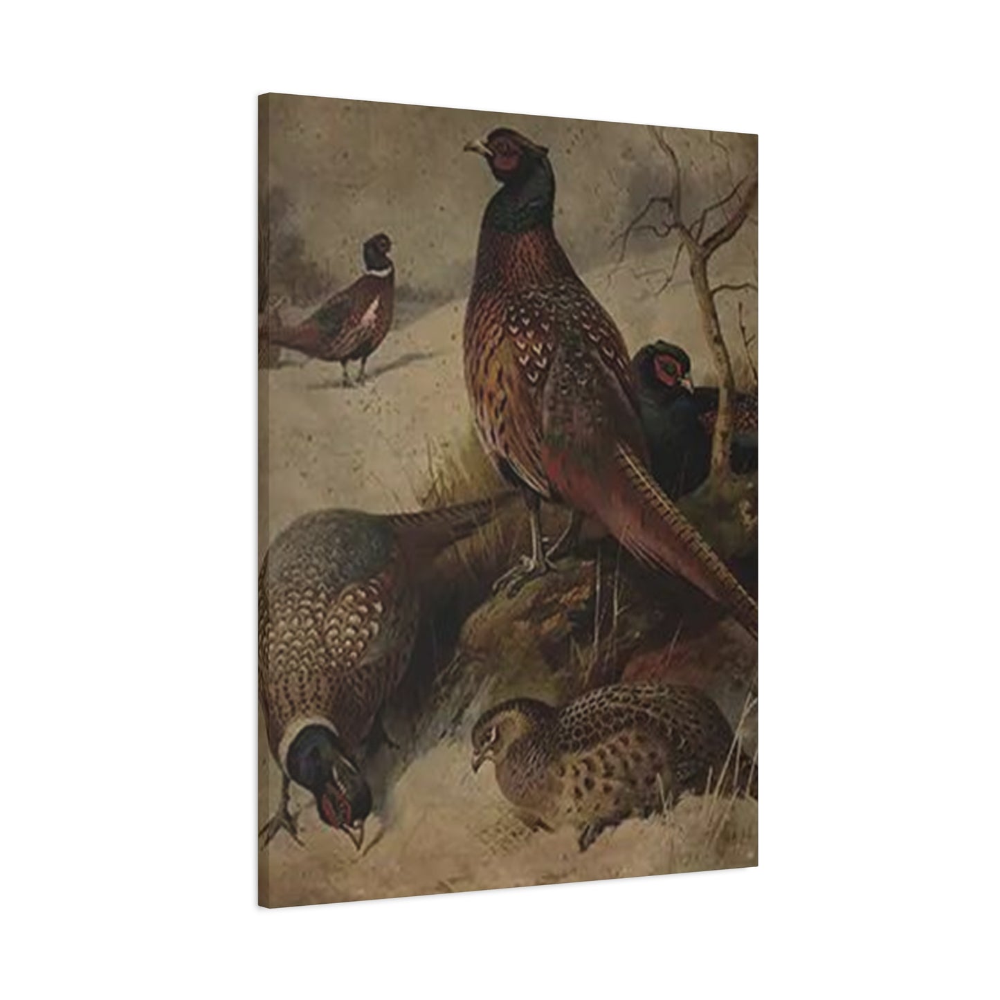 Pheasant Poster Wall Art & Canvas Prints