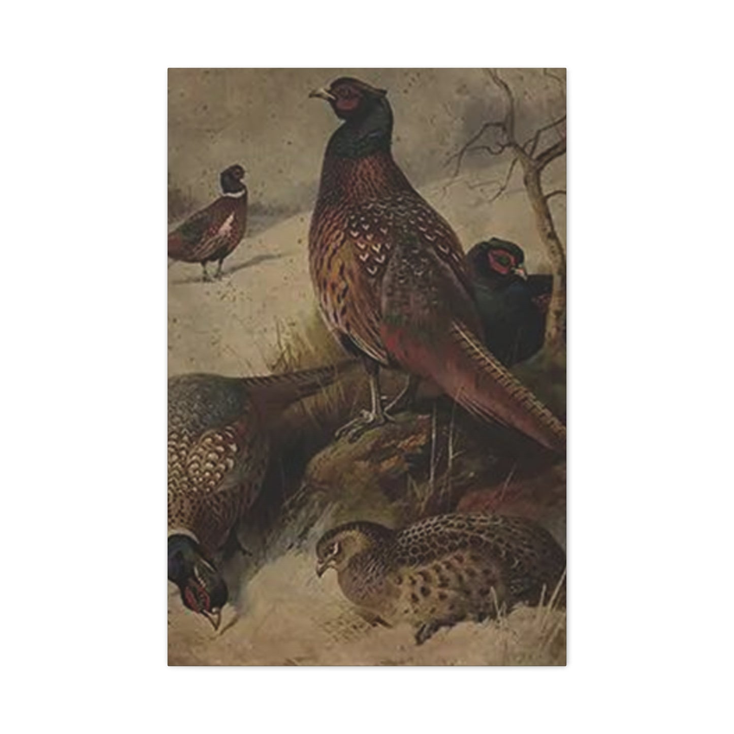 Pheasant Poster Wall Art & Canvas Prints