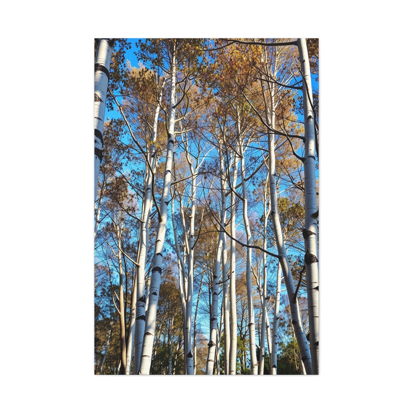 Masterpiece Aspen Tree Art Vision Wall Art & Canvas Print