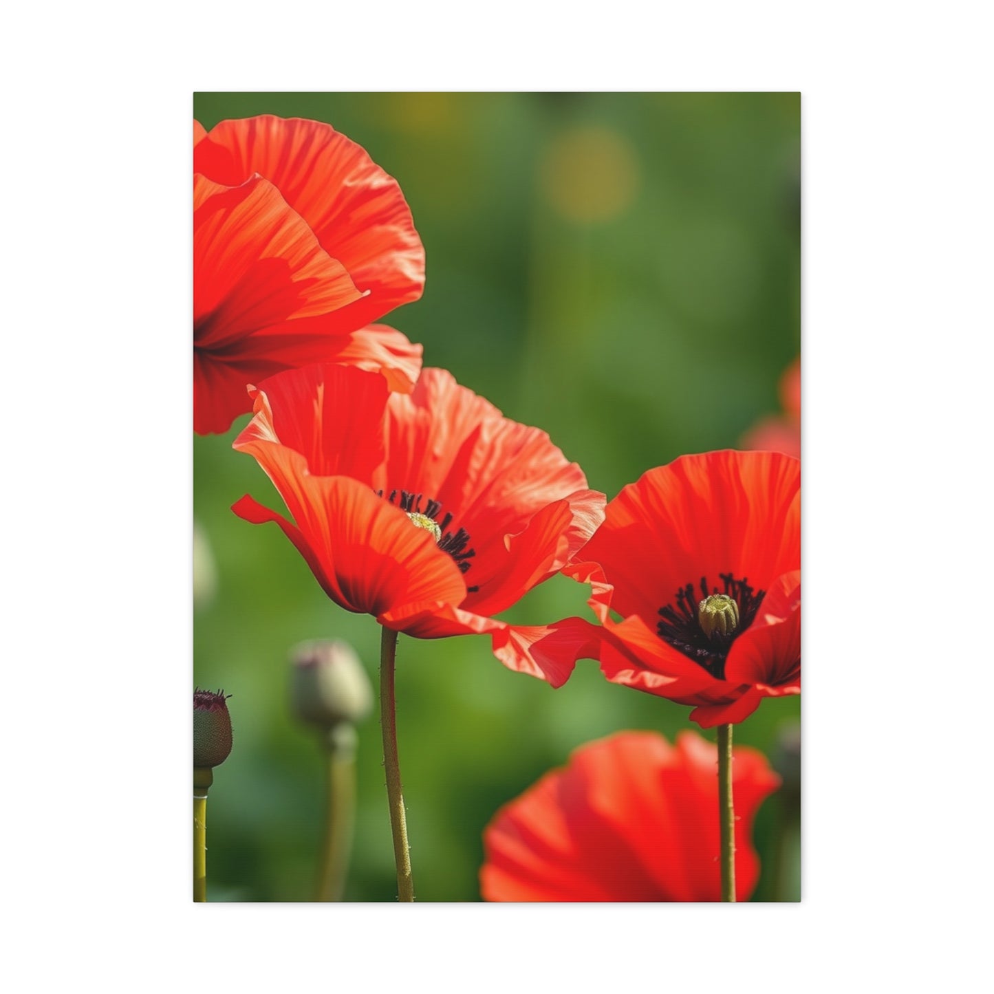 Poppy Flower Art Supreme Gallery Wall Art & Canvas Print