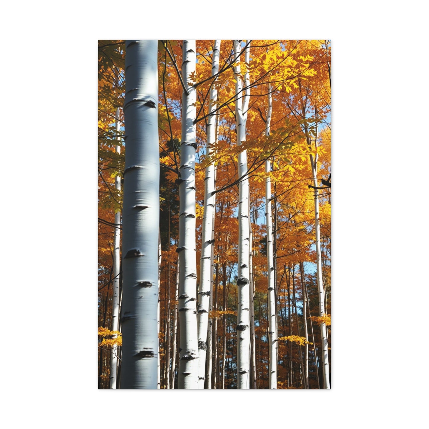 Collection Aspen Tree Art Art Wall Art & Canvas Print