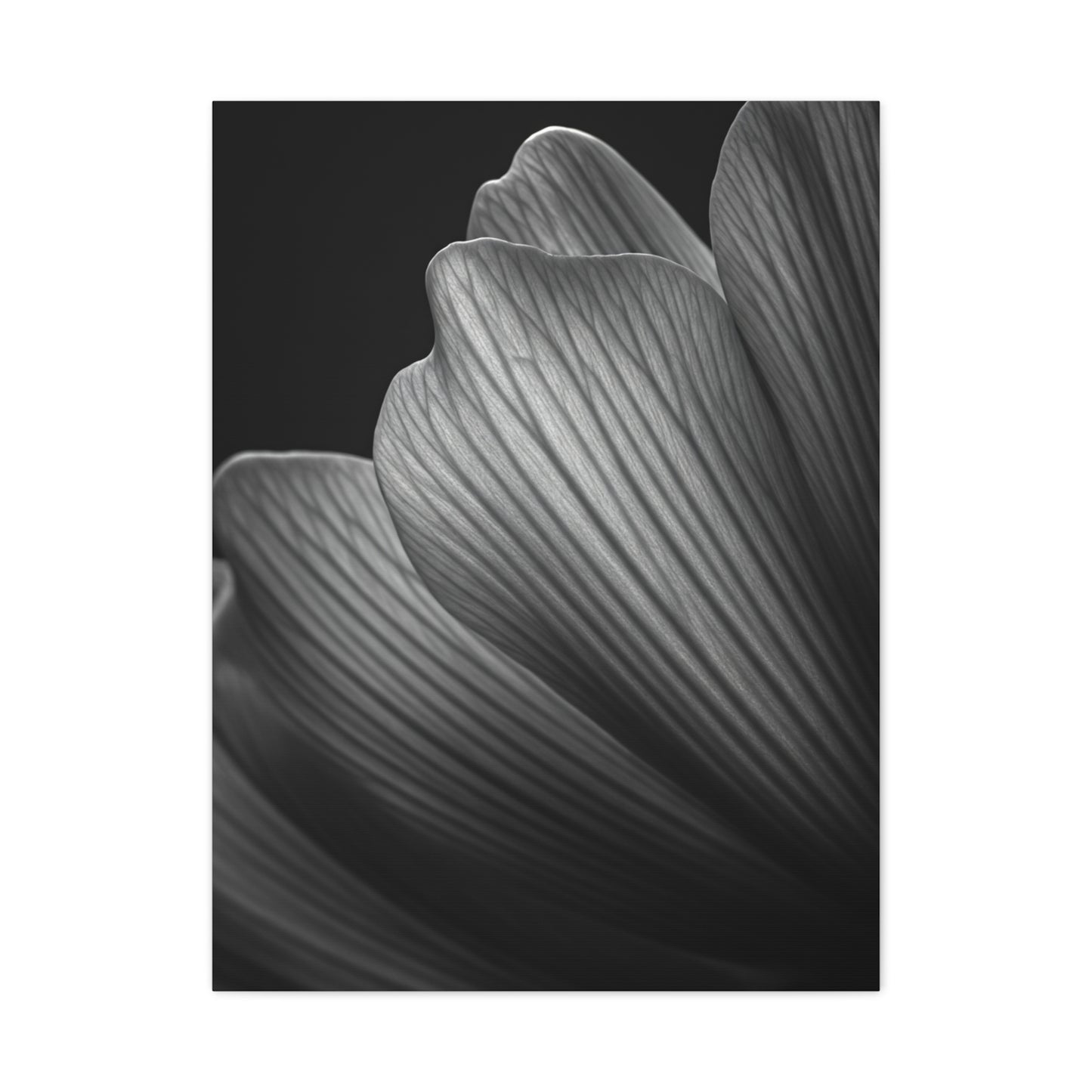 Sculpted Daffodil Bloom Study Wall Art & Canvas Prints