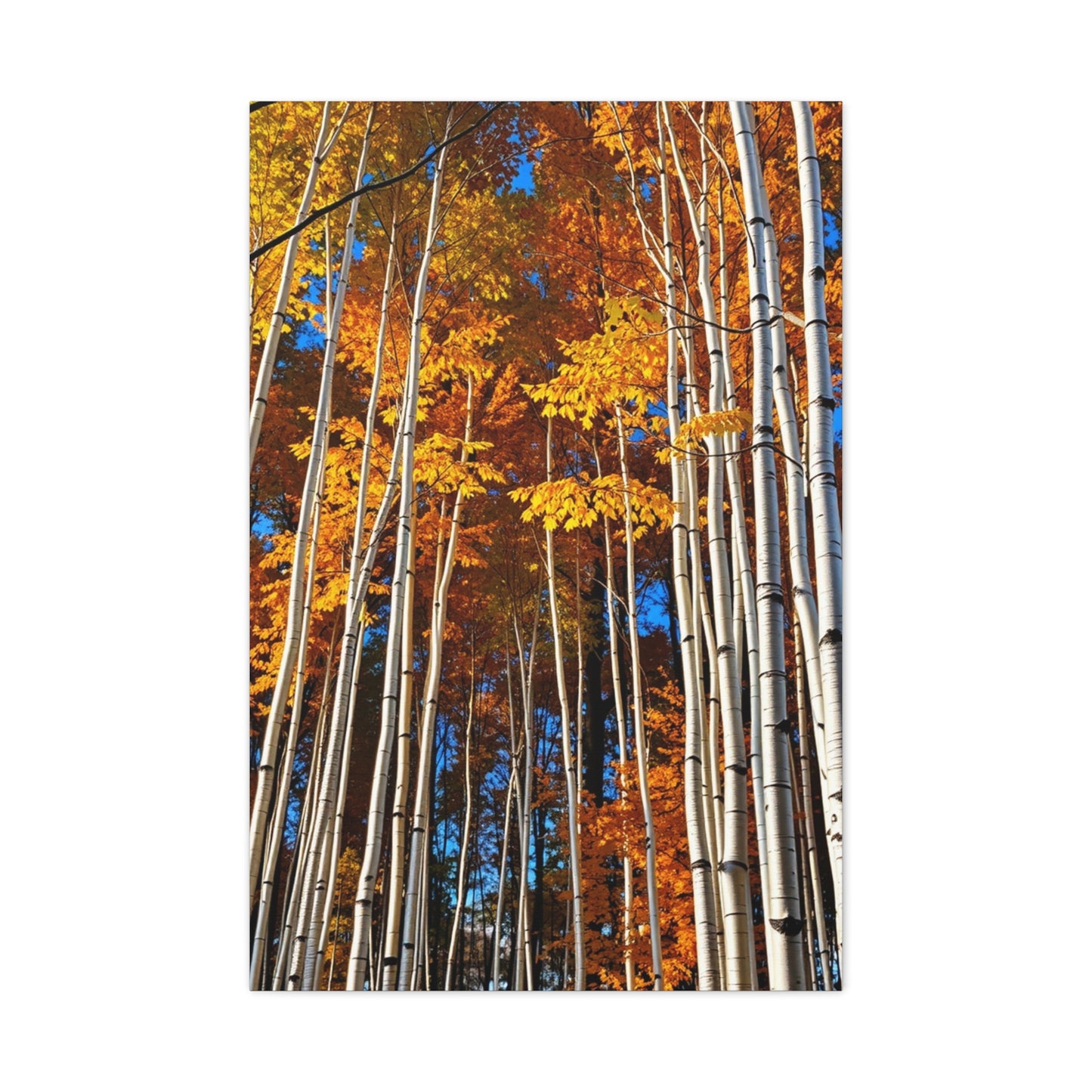 Aspen Tree Art Supreme Gallery Wall Art & Canvas Print