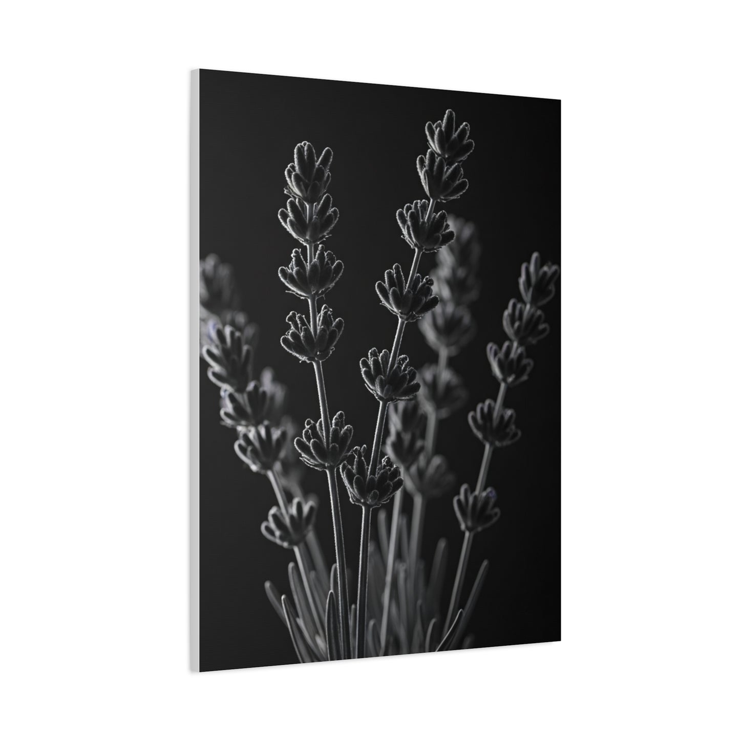 Lavender Silhouette Study Wall Art & Canvas Prints